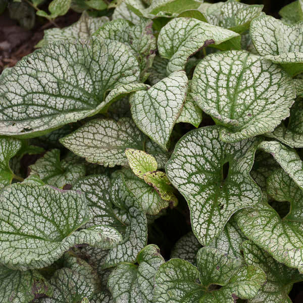 Brunnera macrophylla 'Queen of Hearts' | Proven Winners® - Image 4