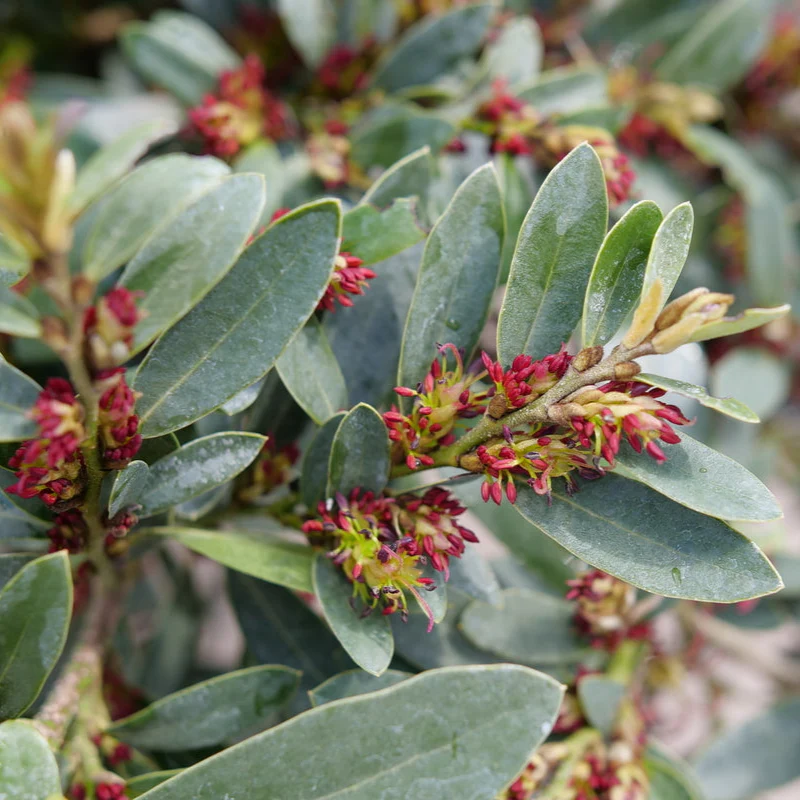 BUCKHEAD BOLD™ Distylium