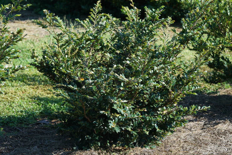 BUCKHEAD BOLD™ Distylium - Image 3