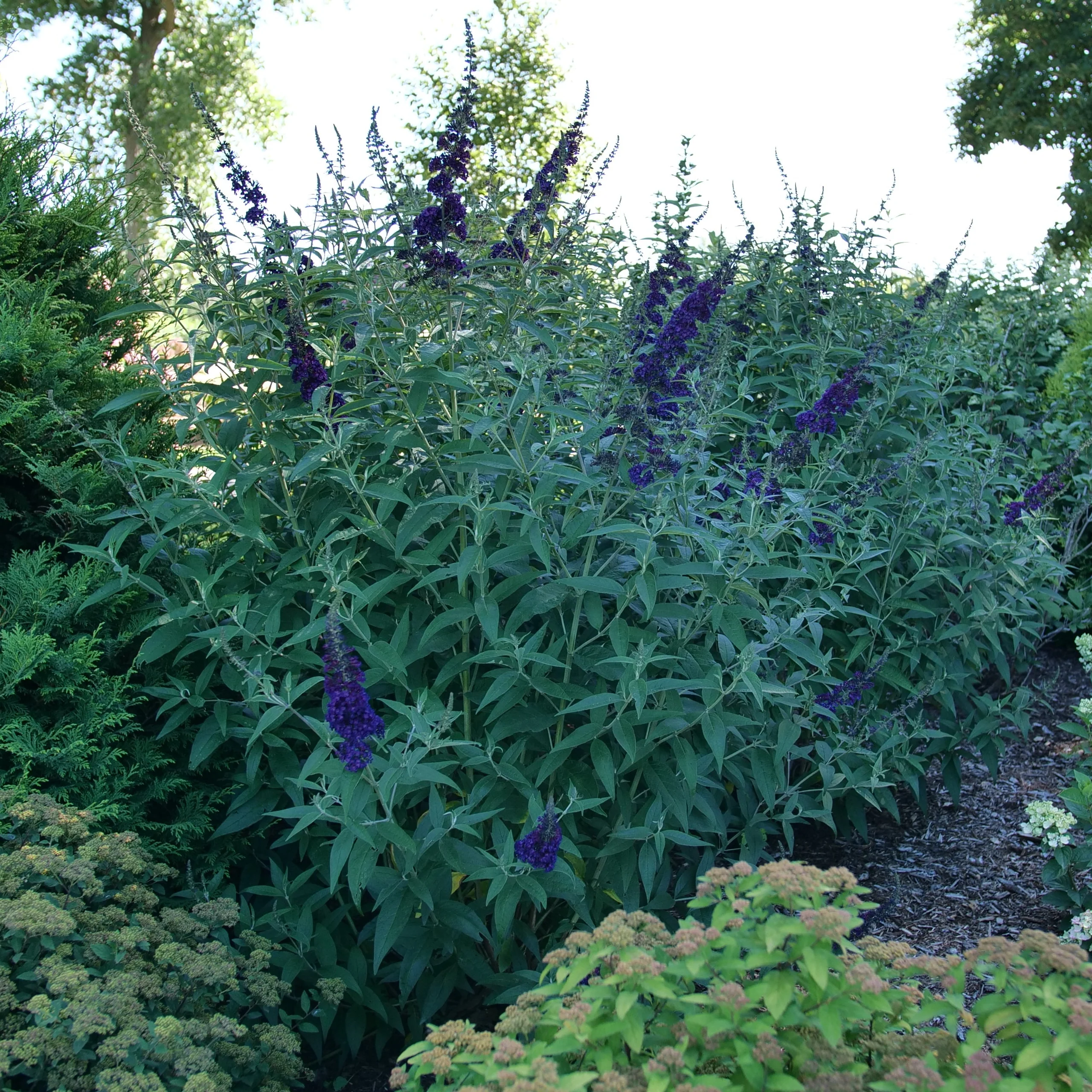 DARKEST NIGHT™ Butterfly Bush | Proven Winners®