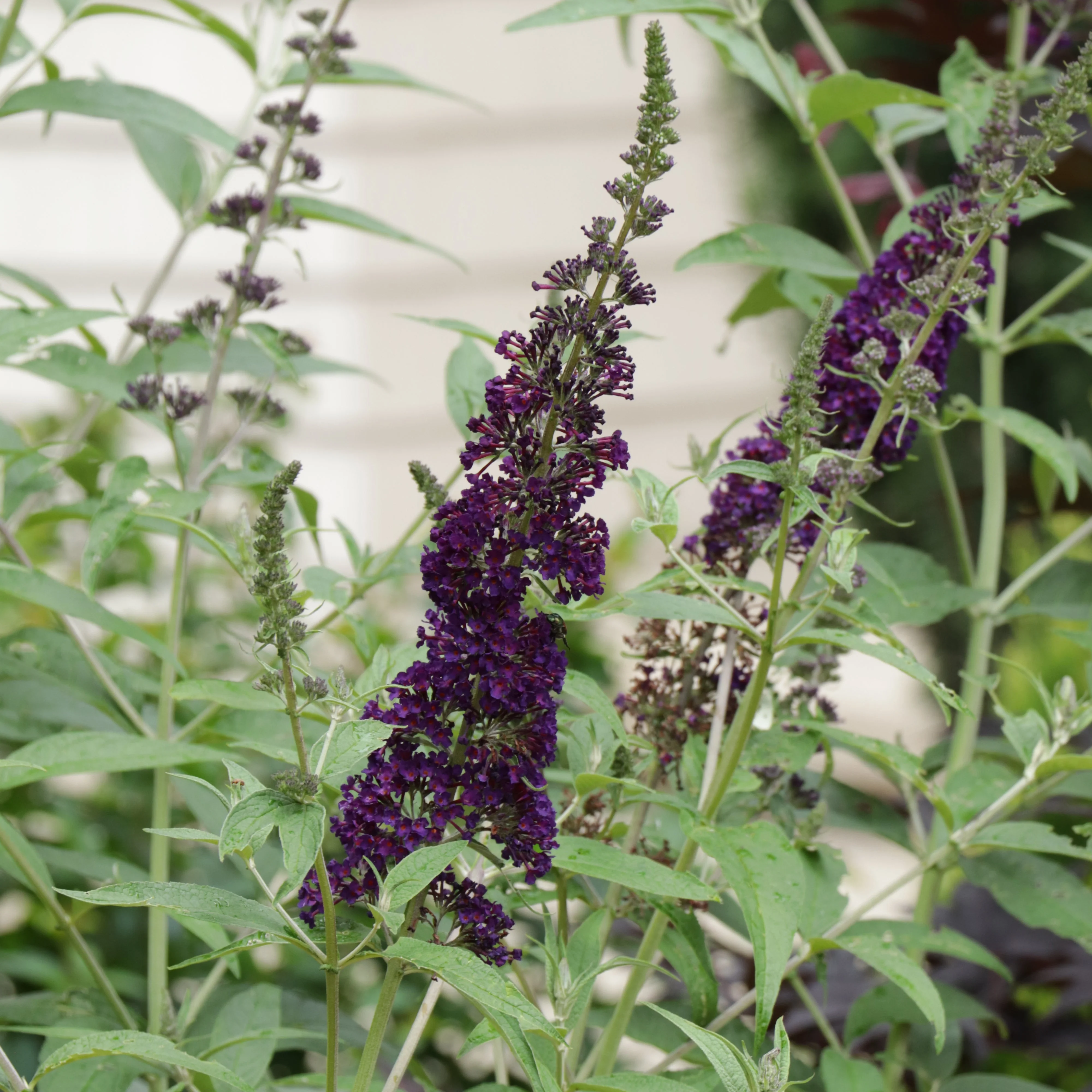 DARKEST NIGHT™ Butterfly Bush | Proven Winners® - Image 2