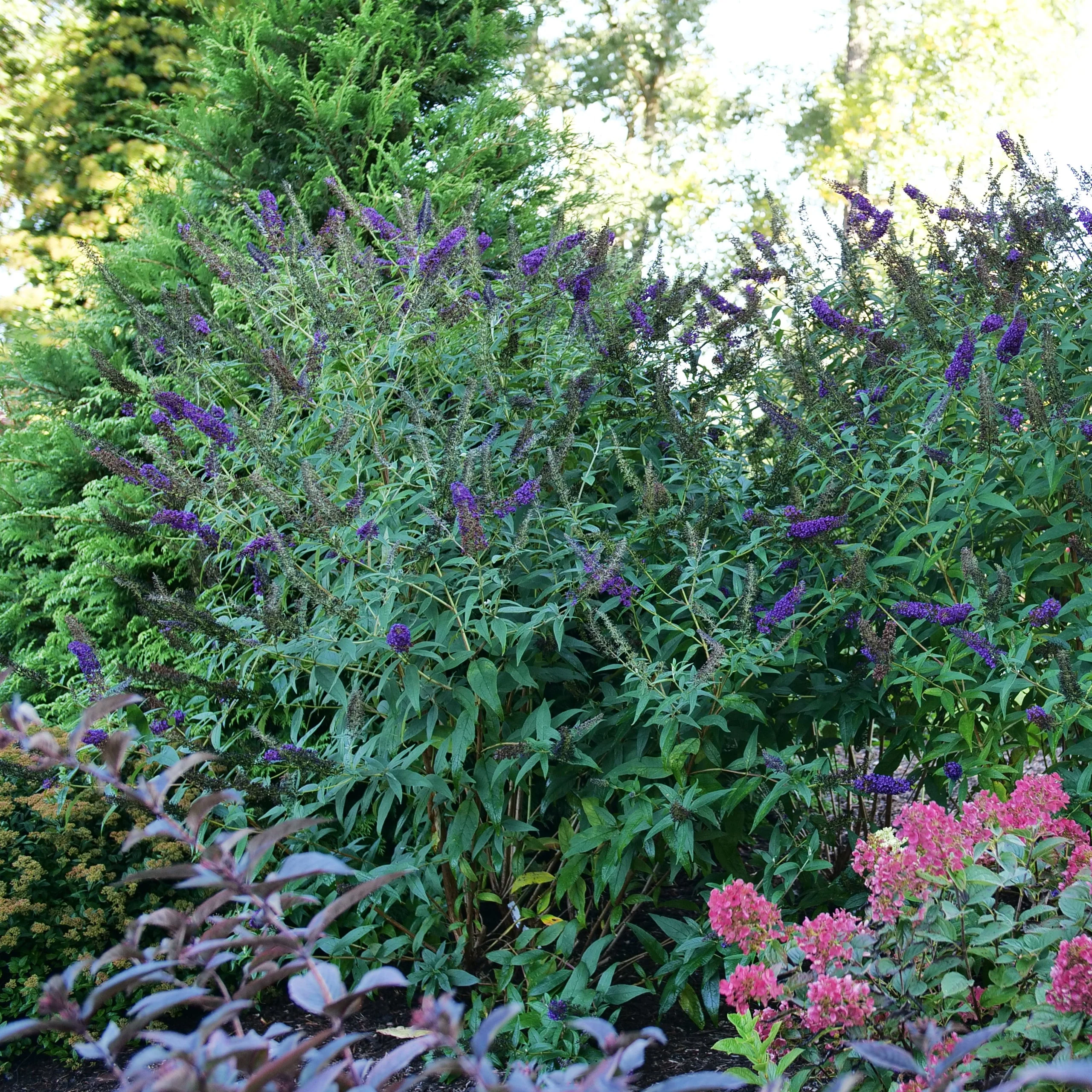 DARKEST NIGHT™ Butterfly Bush | Proven Winners® - Image 3