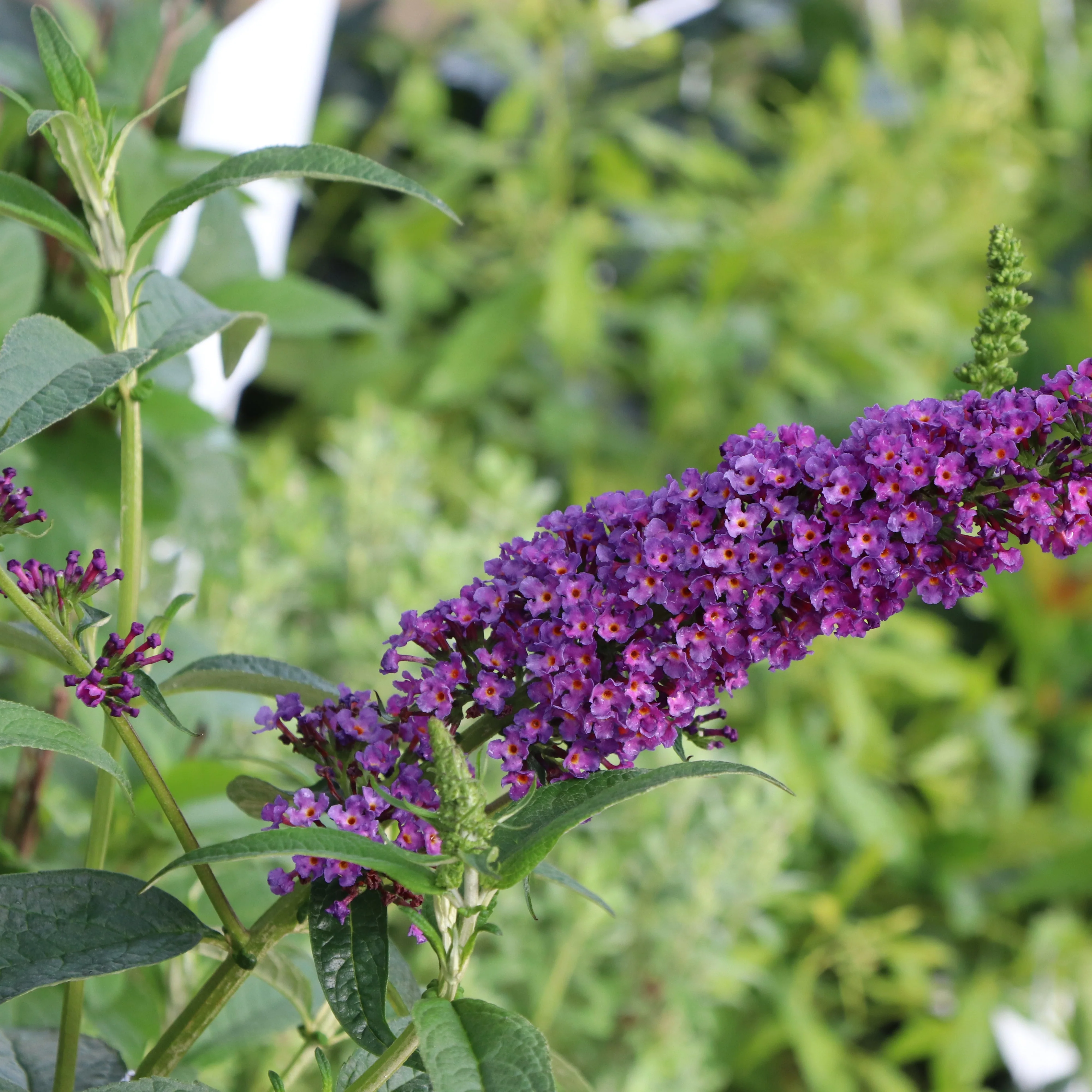 DARKEST NIGHT™ Butterfly Bush | Proven Winners® - Image 4