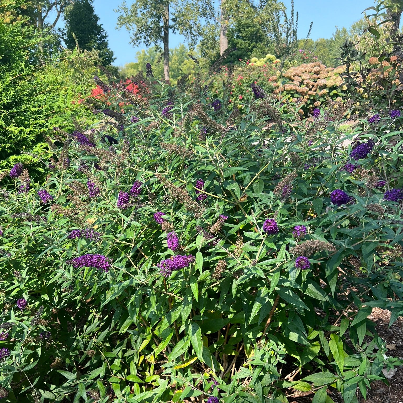 DARKEST NIGHT™ Butterfly Bush | Proven Winners® - Image 5
