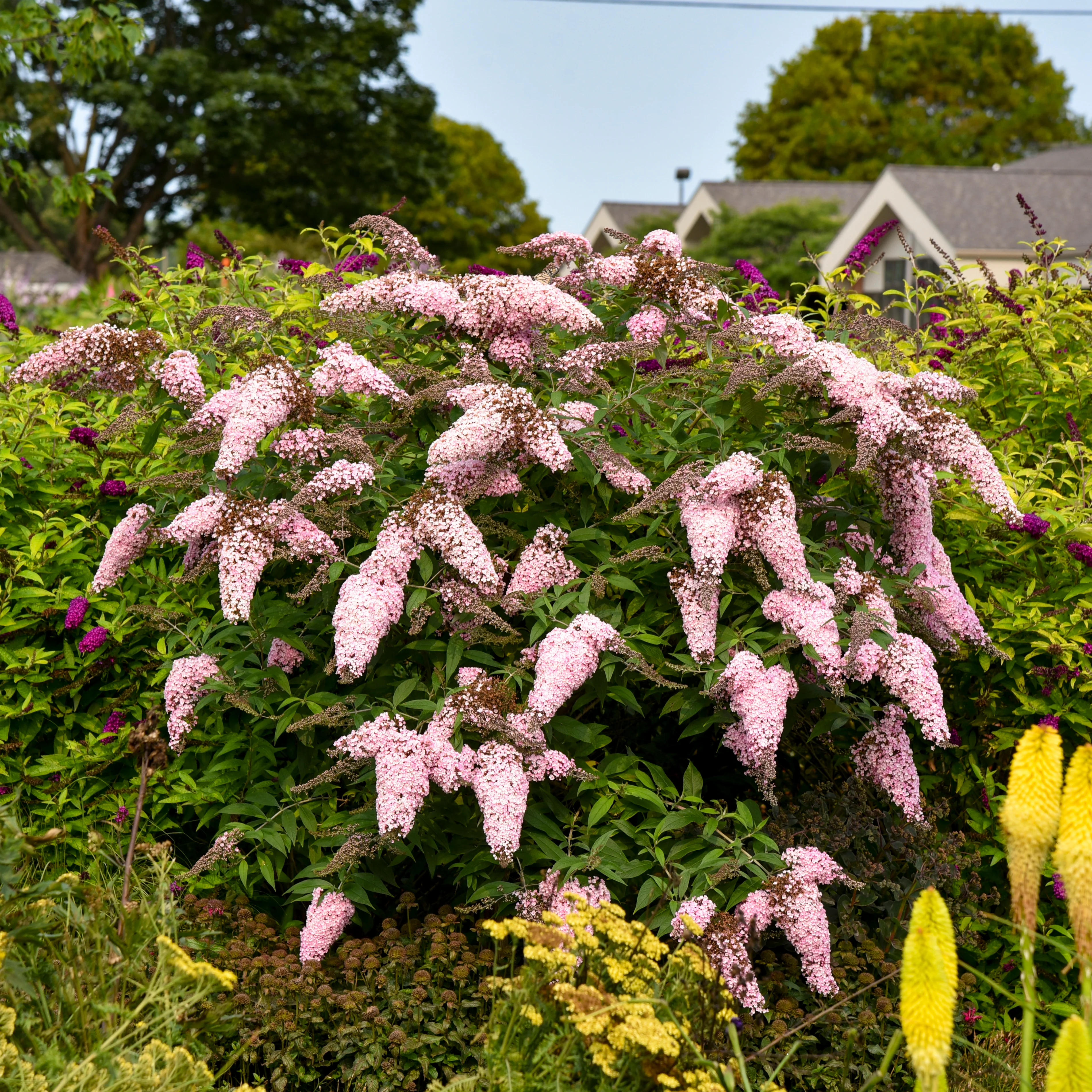 Pink Cascade II' Buddleia | Creekside Champions™ - Image 3