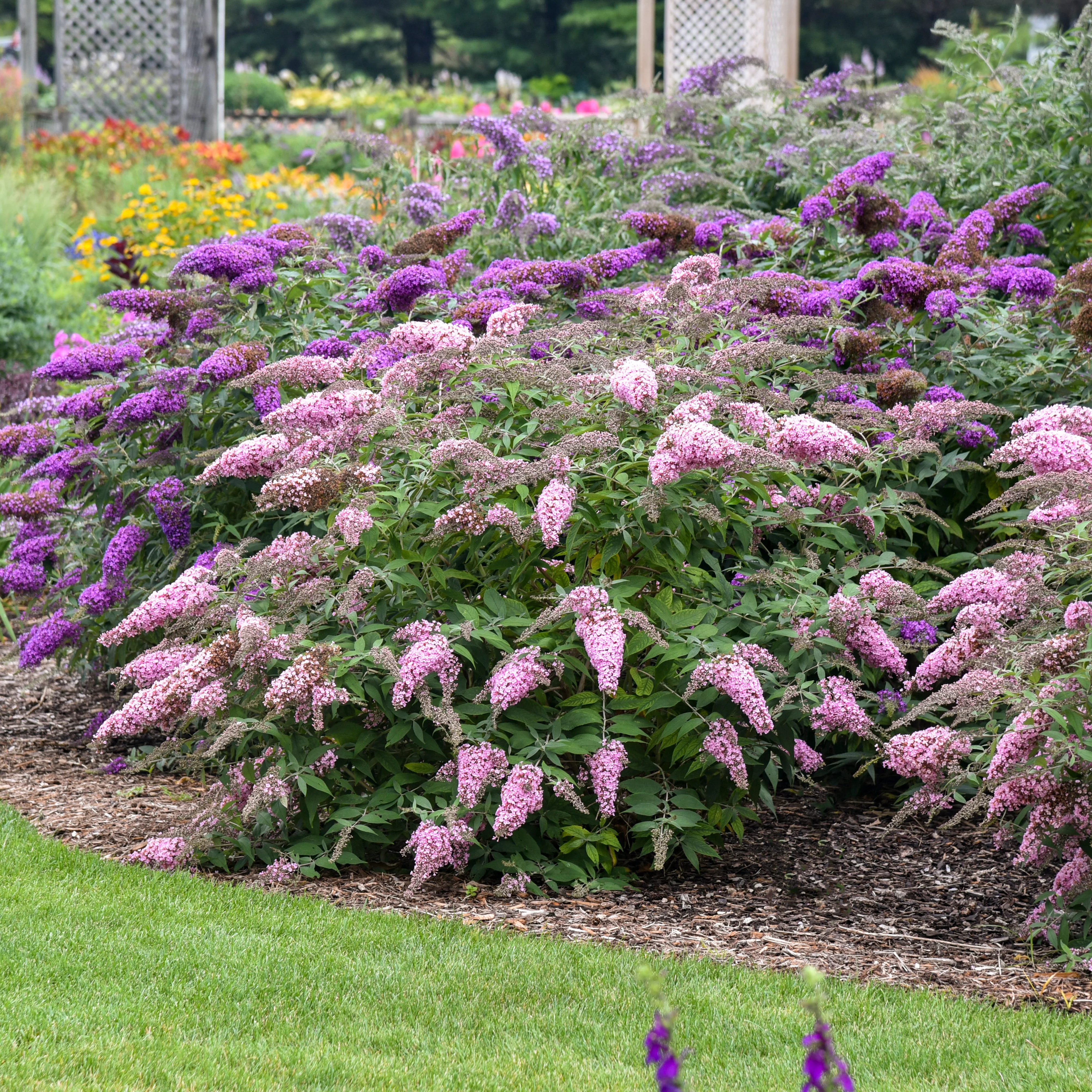 Pink Cascade II' Buddleia | Creekside Champions™ - Image 4