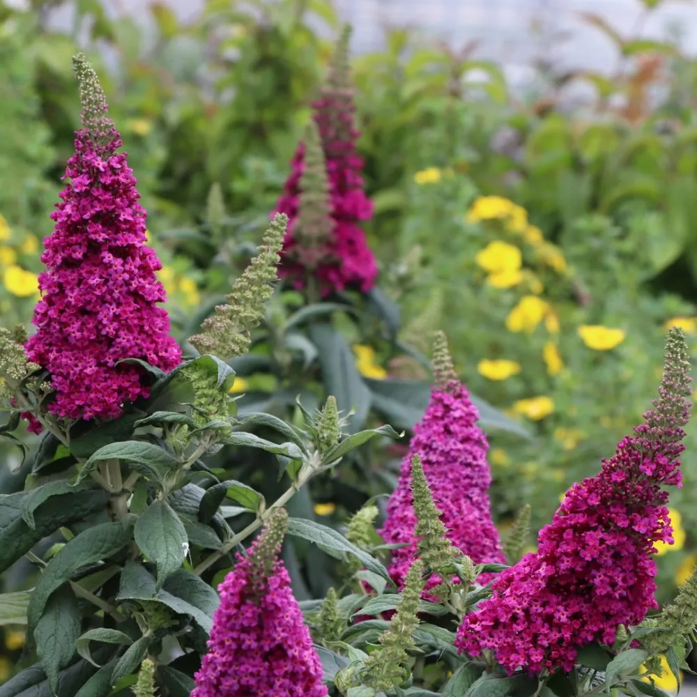 PUGSTER PICO PUNCH™ Butterfly Bush | Proven Winners®
