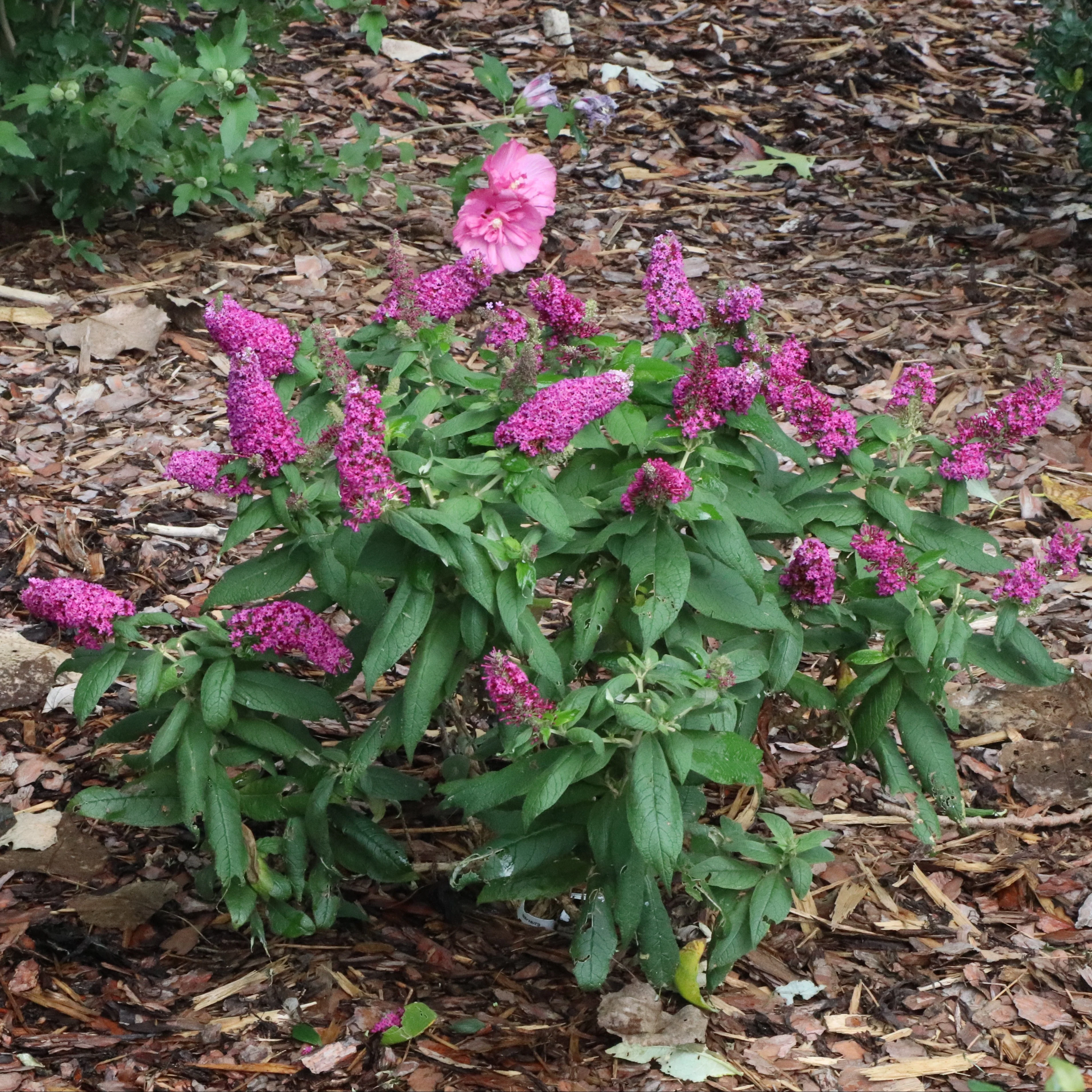 PUGSTER PICO PUNCH™ Butterfly Bush | Proven Winners® - Image 2