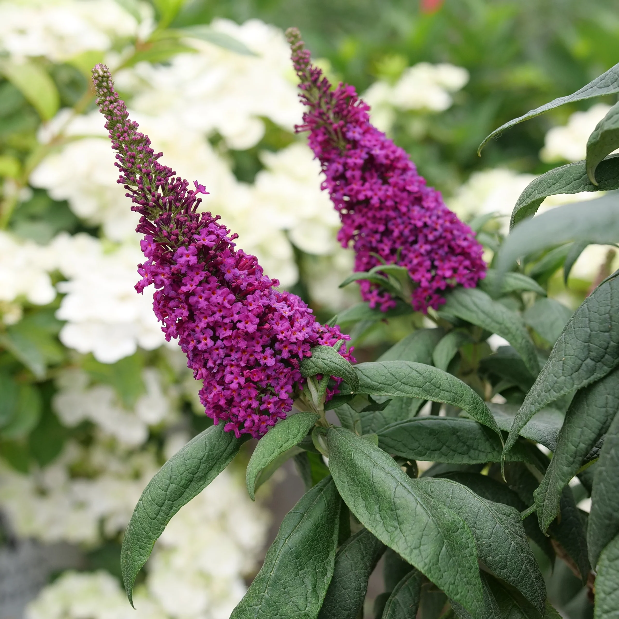 PUGSTER PICO PUNCH™ Butterfly Bush | Proven Winners® - Image 3