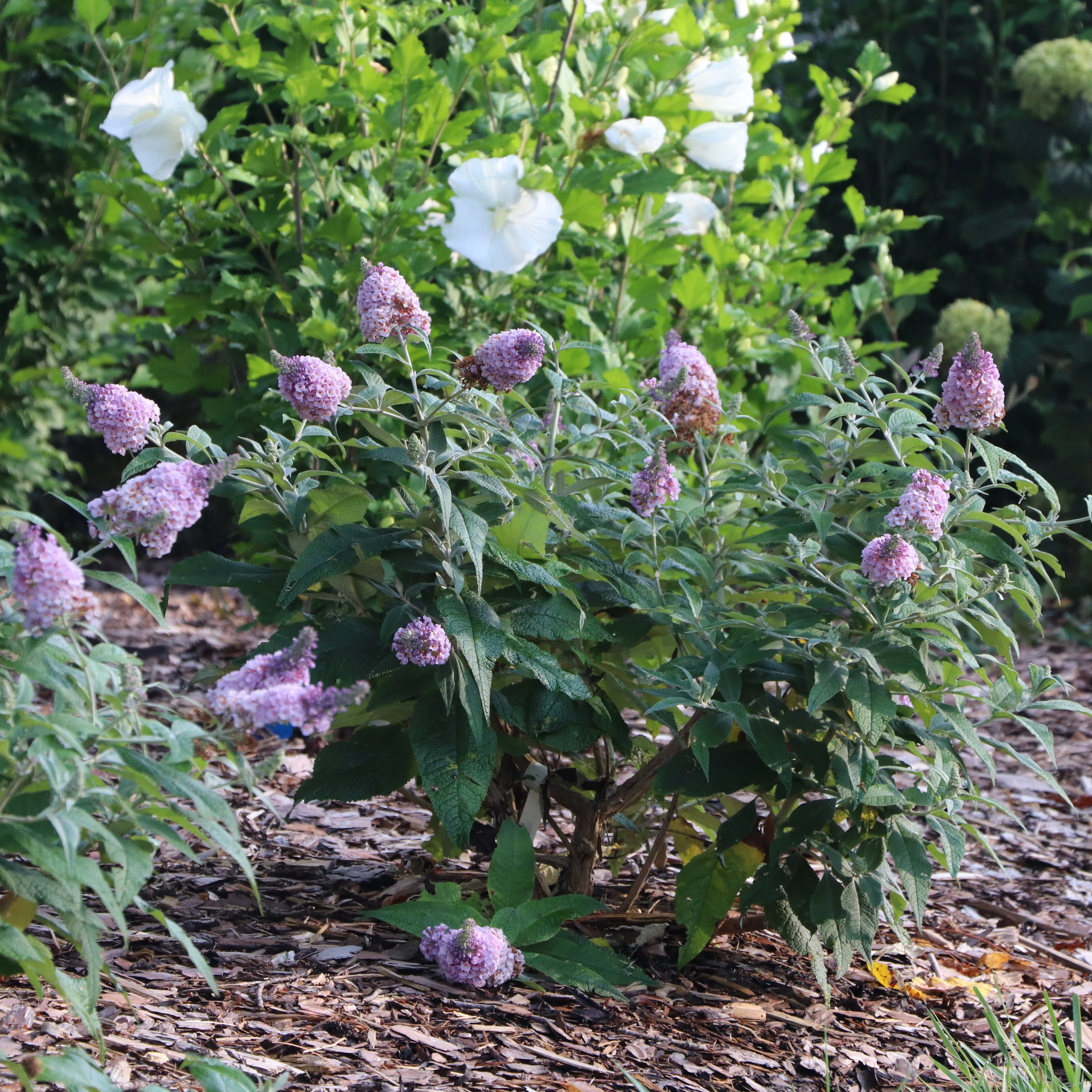 PUGSTER SORBET™ Butterfly Bush | Proven Winners®