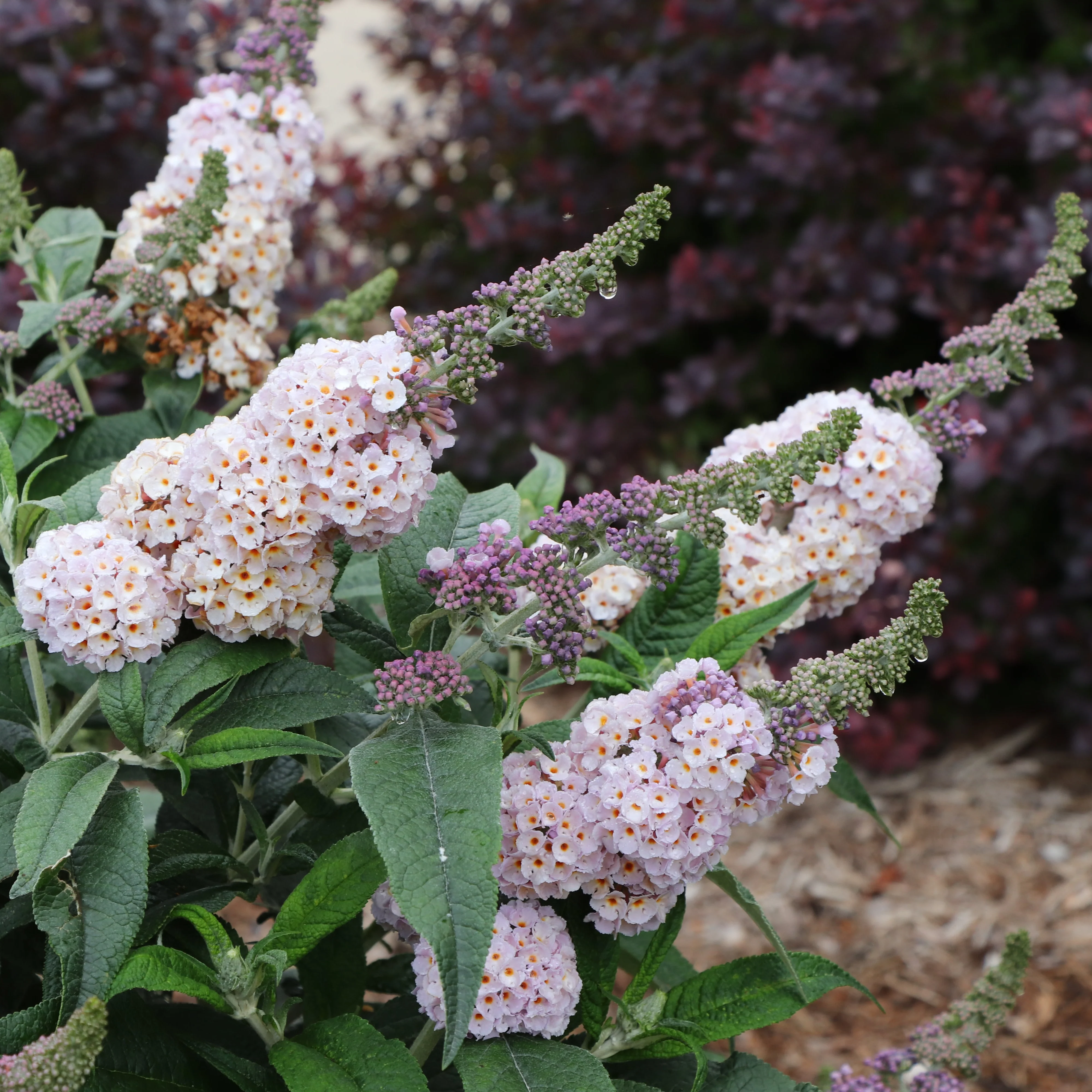 PUGSTER SORBET™ Butterfly Bush | Proven Winners® - Image 2