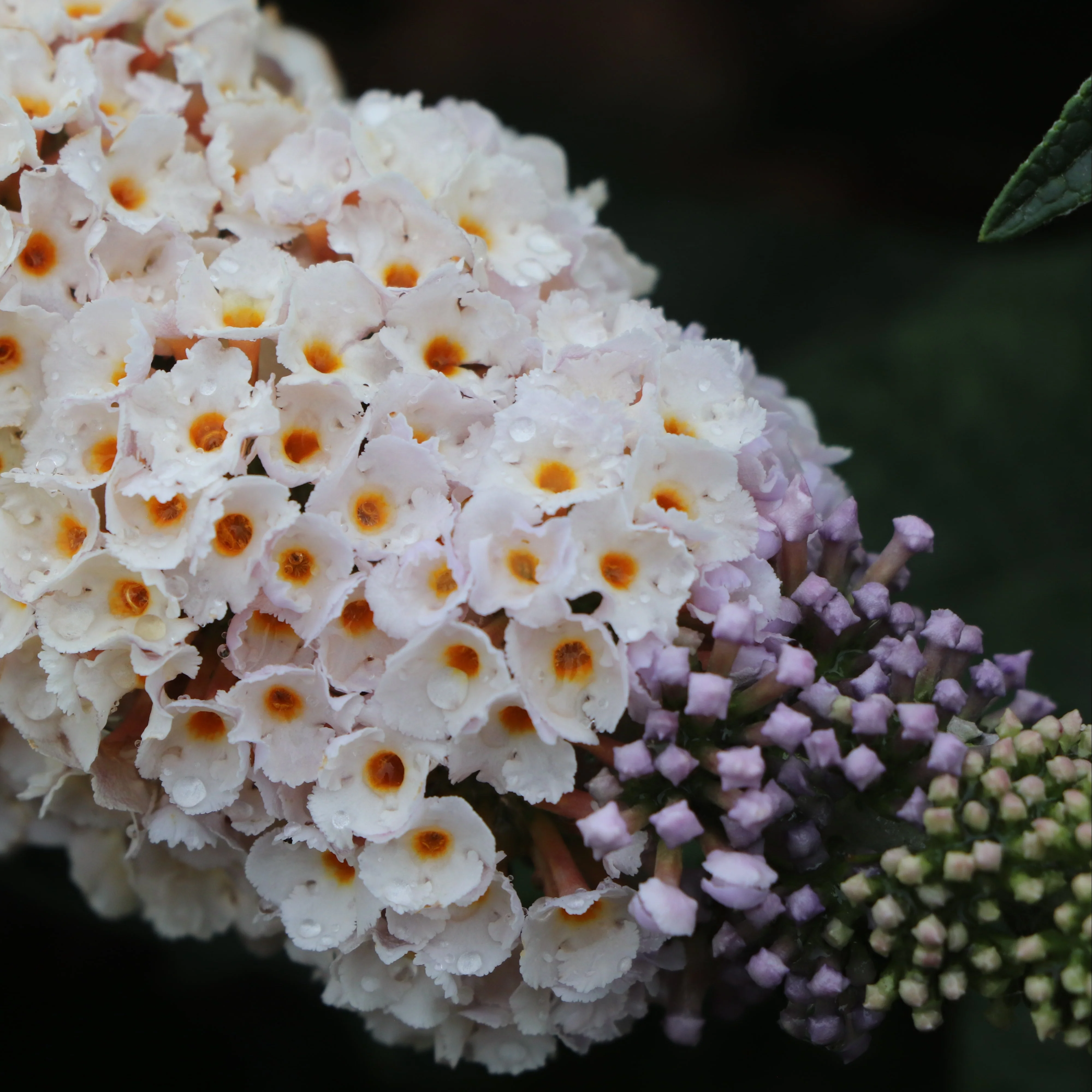 PUGSTER SORBET™ Butterfly Bush | Proven Winners® - Image 3