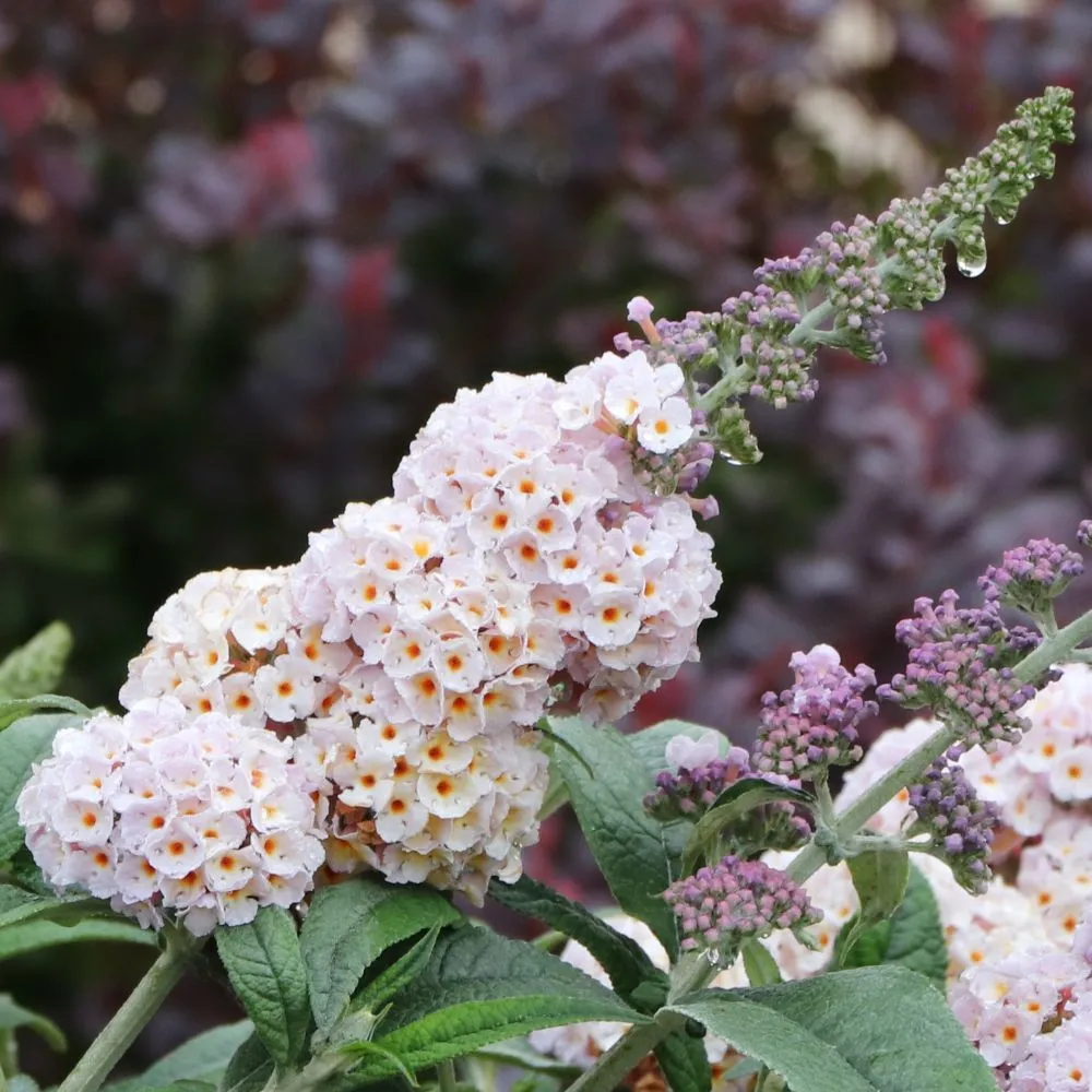 PUGSTER SORBET™ Butterfly Bush | Proven Winners® - Image 4