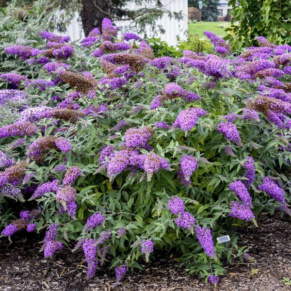 Violet Cascade' Buddleia | Creekside Champions™ - Image 3