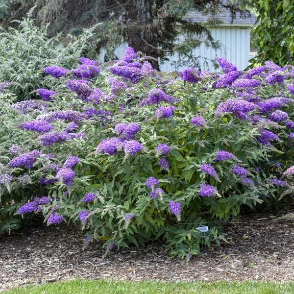 Violet Cascade' Buddleia | Creekside Champions™ - Image 4