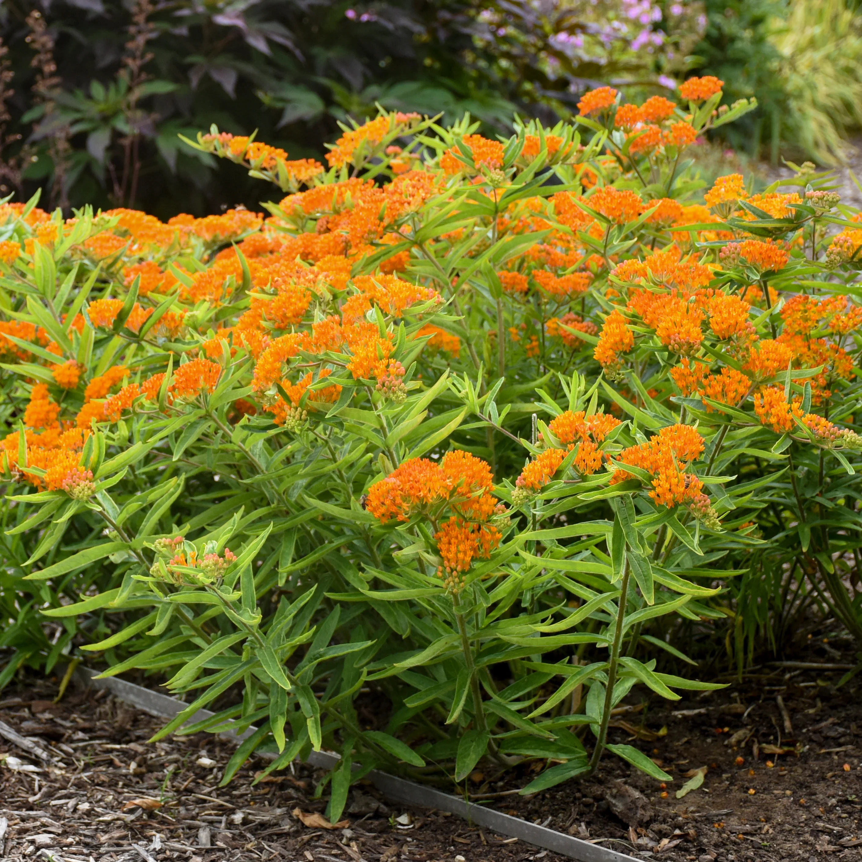 Butterfly Weed Asclepias tuberosa | Creekside Champions™ - Image 3