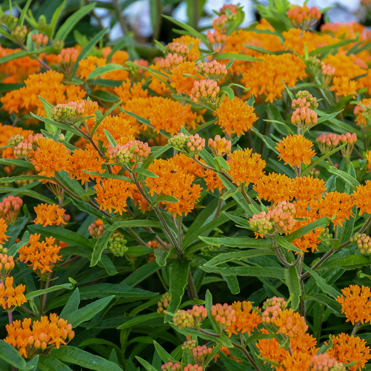 Butterfly Weed Asclepias tuberosa | Creekside Champions™ - Image 4