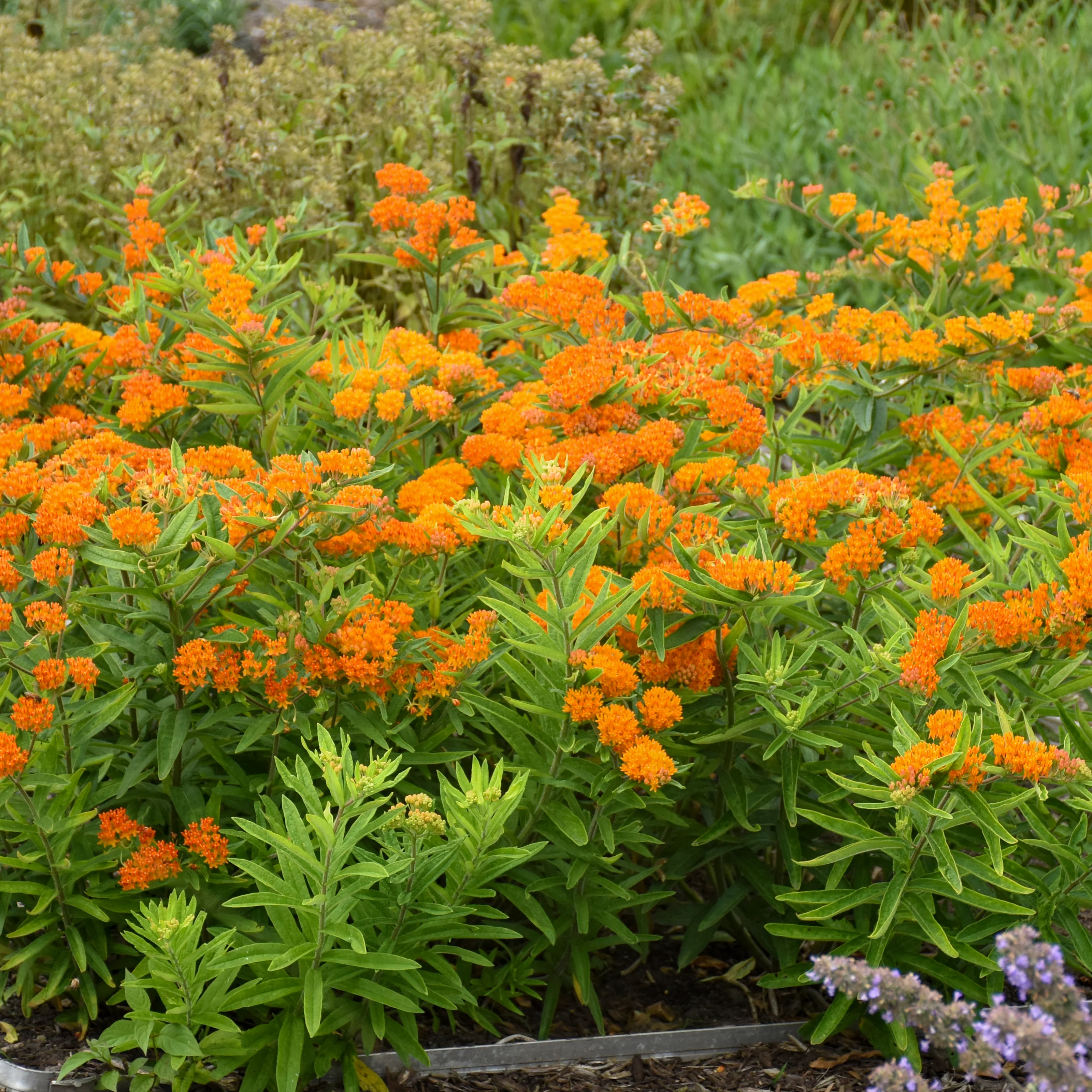Butterfly Weed Asclepias tuberosa | Creekside Champions™ - Image 5