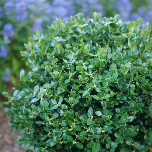Buxus NEATBALL® | Proven Winners®