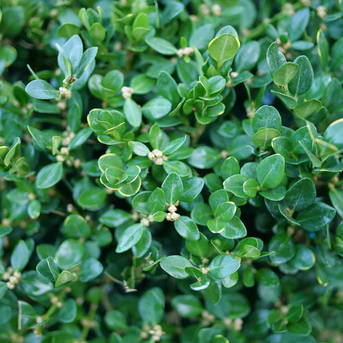Buxus NEATBALL® | Proven Winners® - Image 2