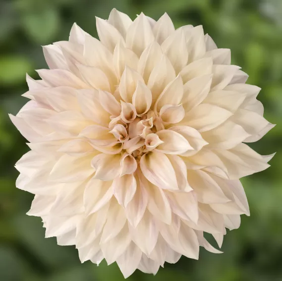 Cafe Au Lait' Dahlia | Creekside Champions™ - Image 2