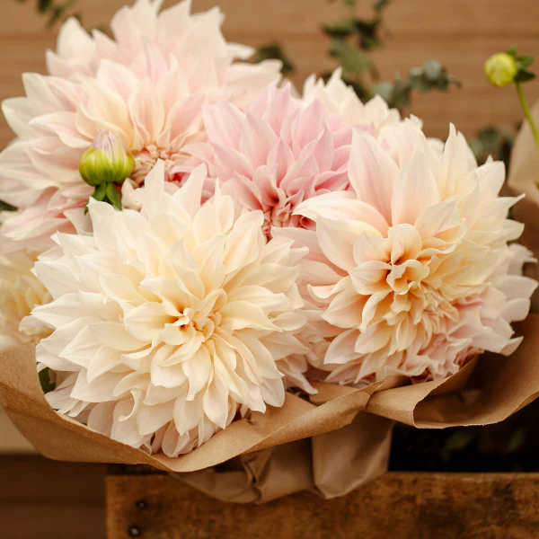 Cafe Au Lait' Dahlia | Creekside Champions™ - Image 3