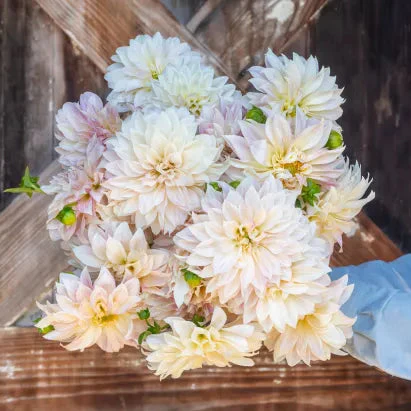 Cafe Au Lait' Dahlia | Creekside Champions™ - Image 4