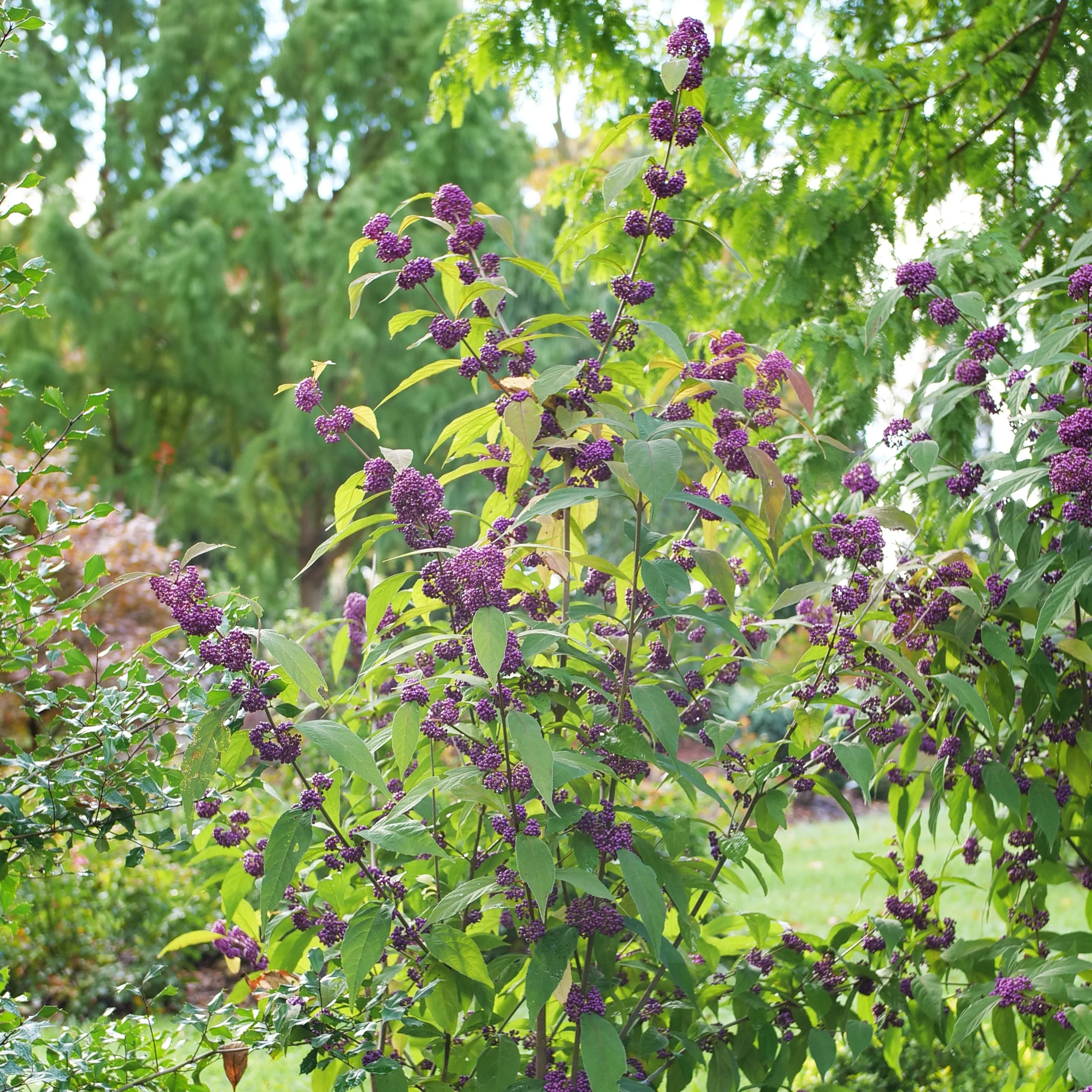 BUBBLE UP™ Beautyberry | Proven Winners®