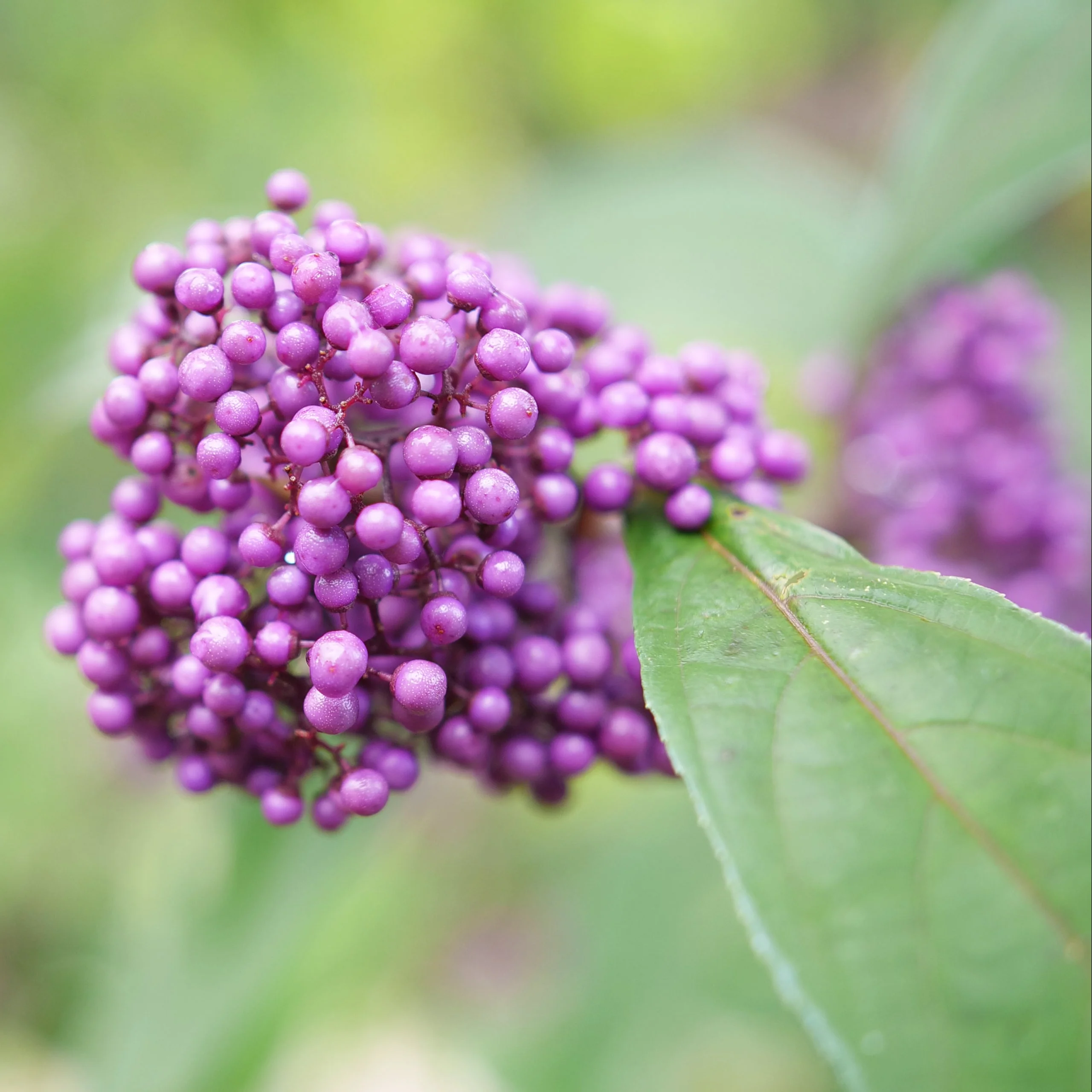 BUBBLE UP™ Beautyberry | Proven Winners® - Image 2