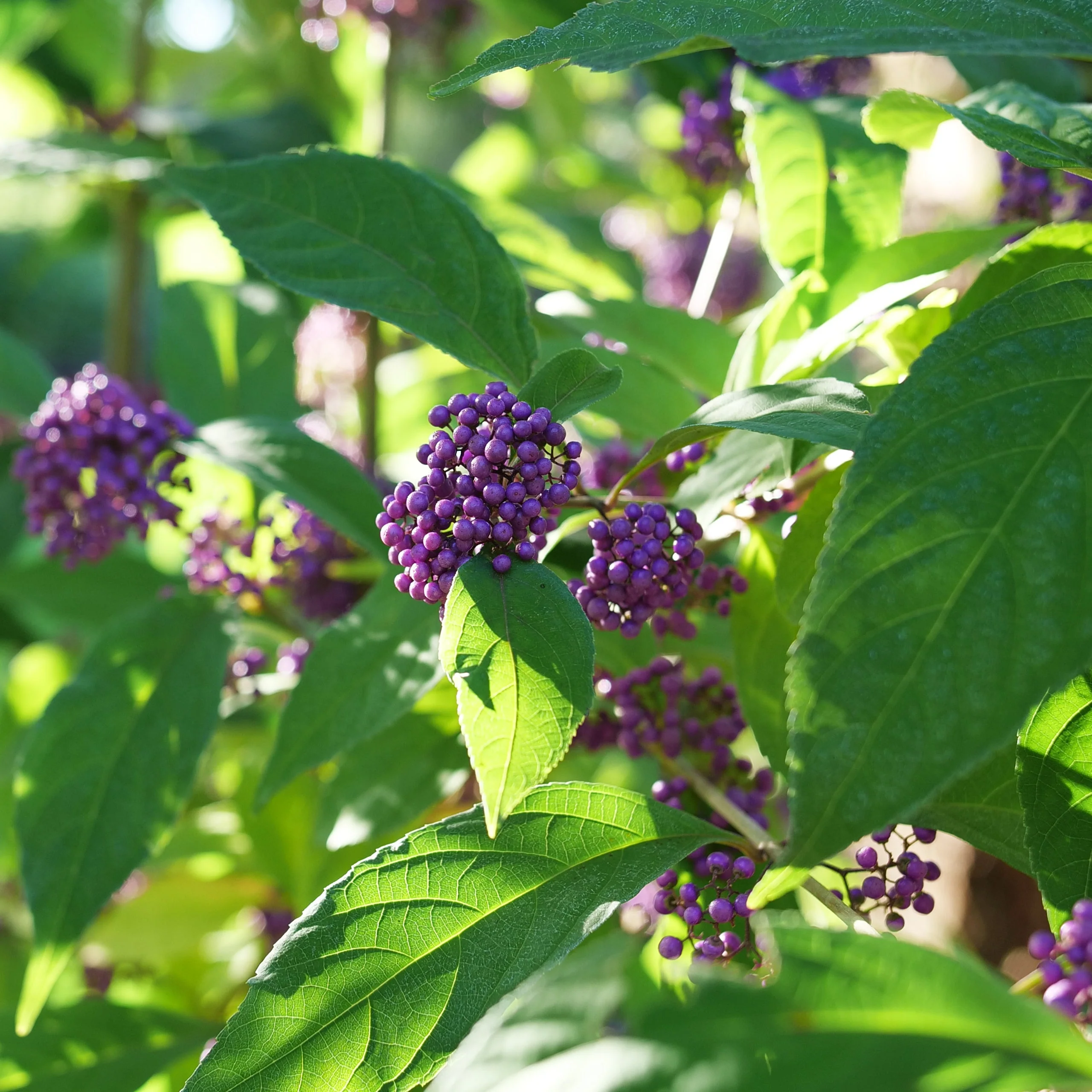 BUBBLE UP™ Beautyberry | Proven Winners® - Image 4