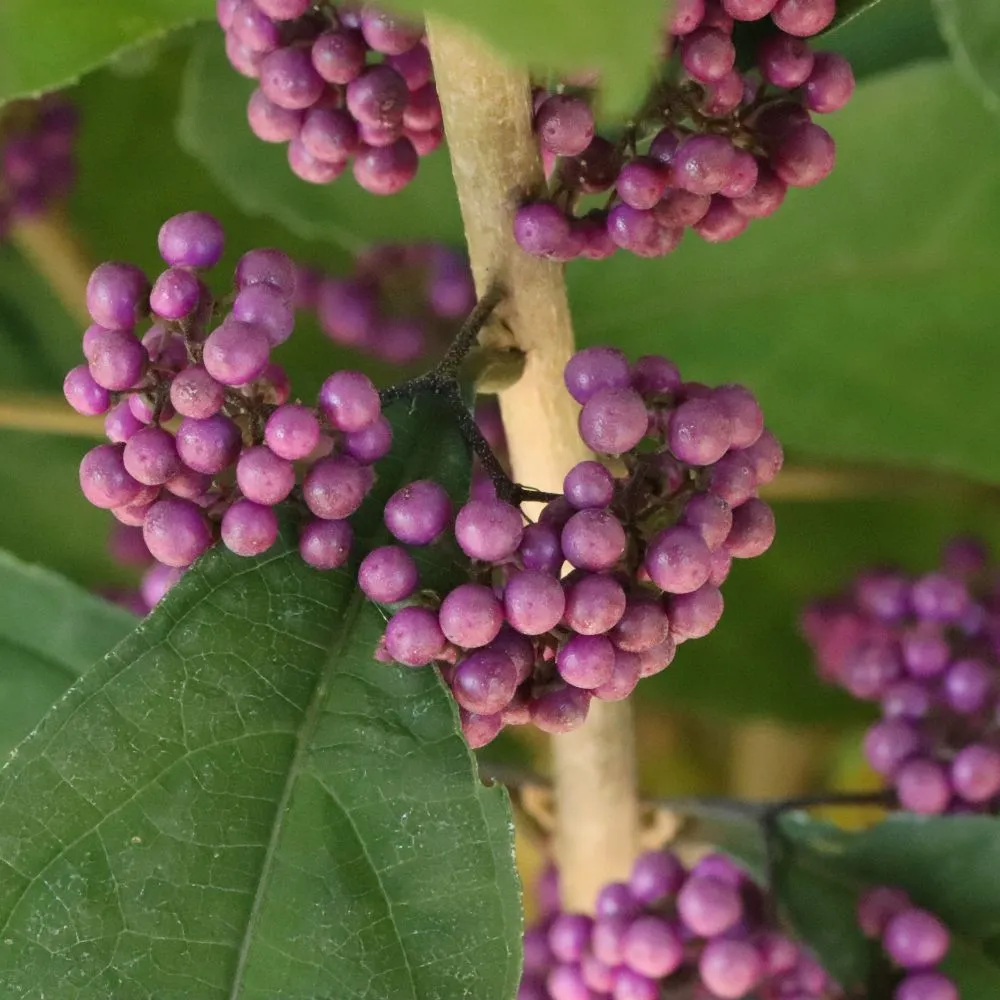BUBBLE UP™ Beautyberry | Proven Winners® - Image 5