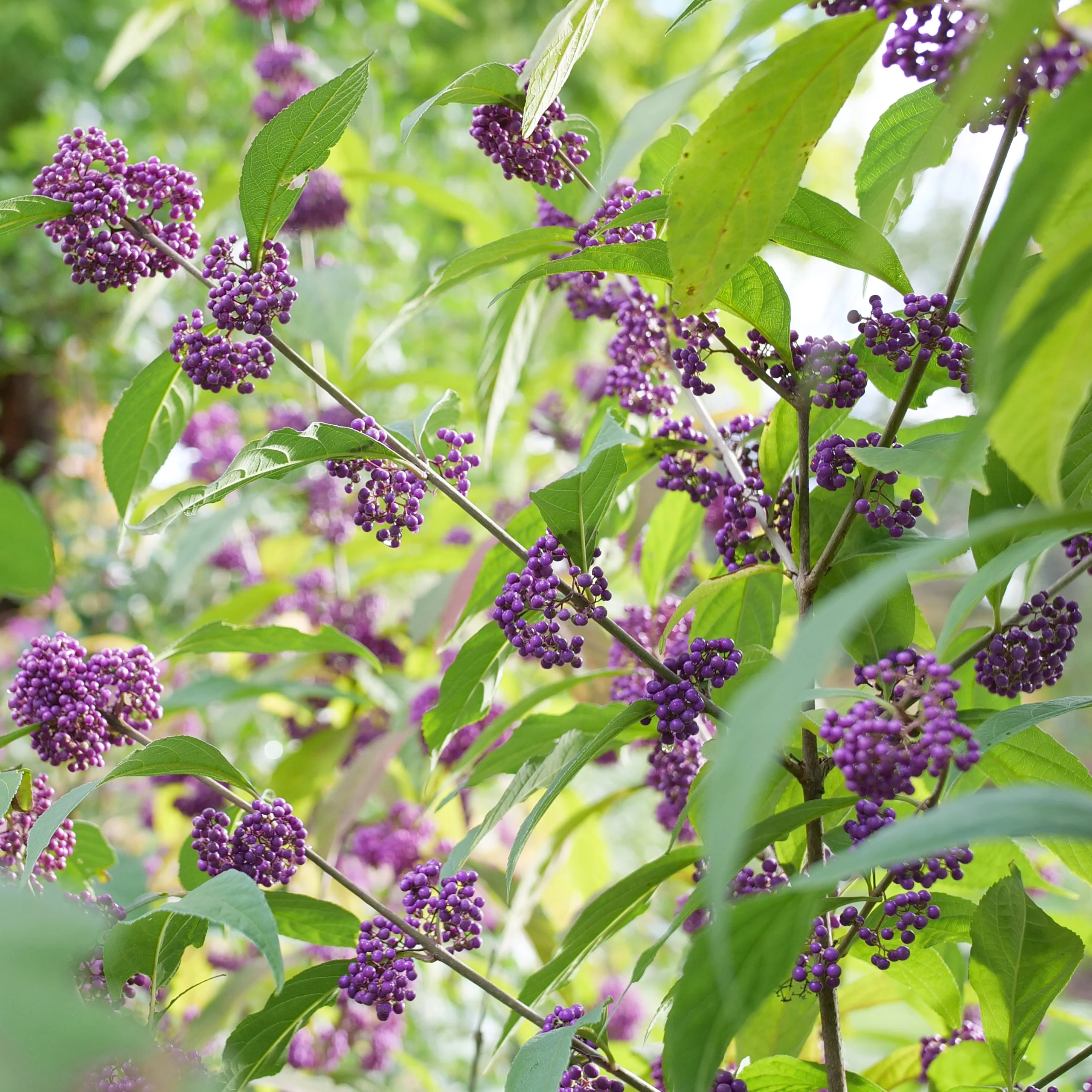 BUBBLE UP™ Beautyberry | Proven Winners® - Image 6