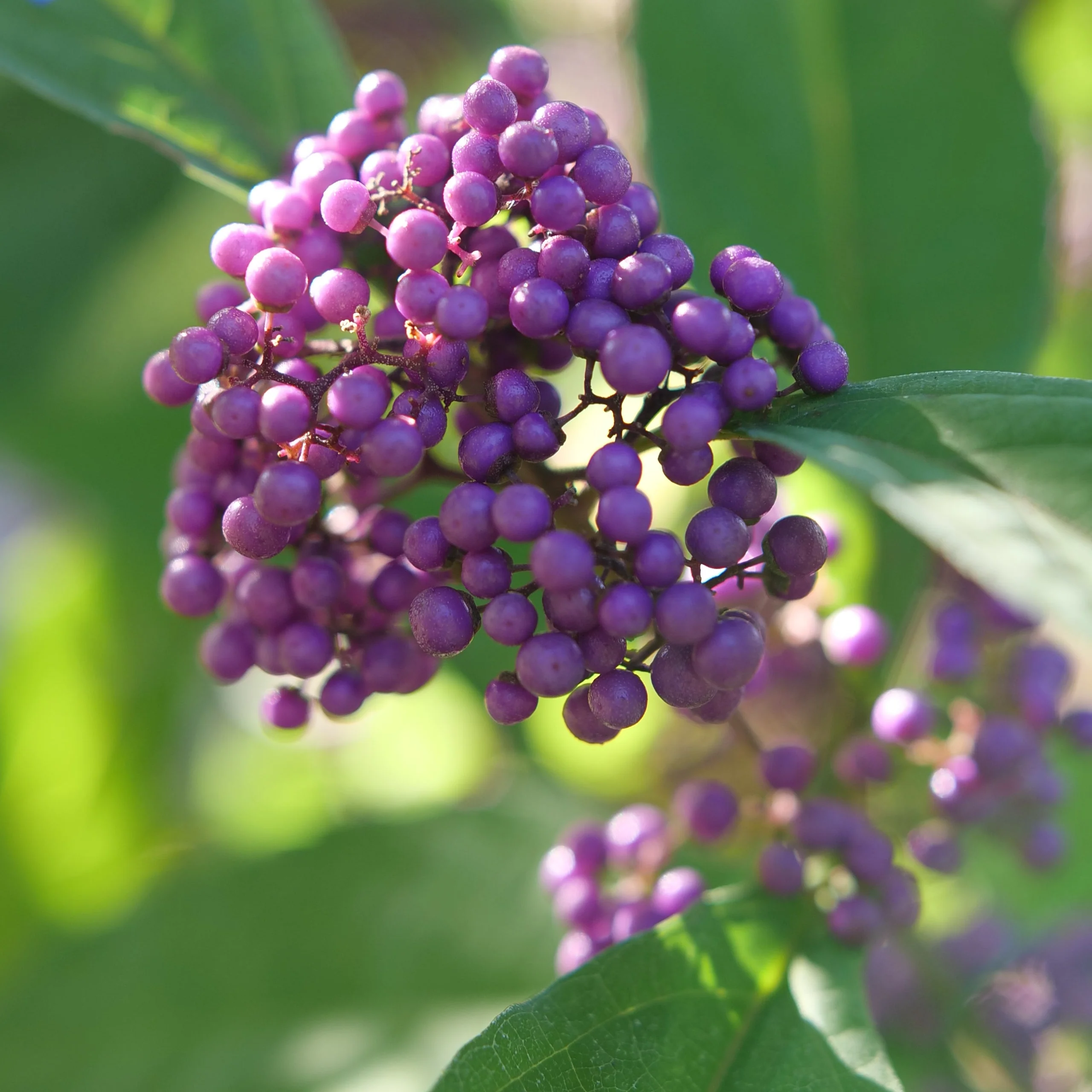 BUBBLE UP™ Beautyberry | Proven Winners® - Image 7
