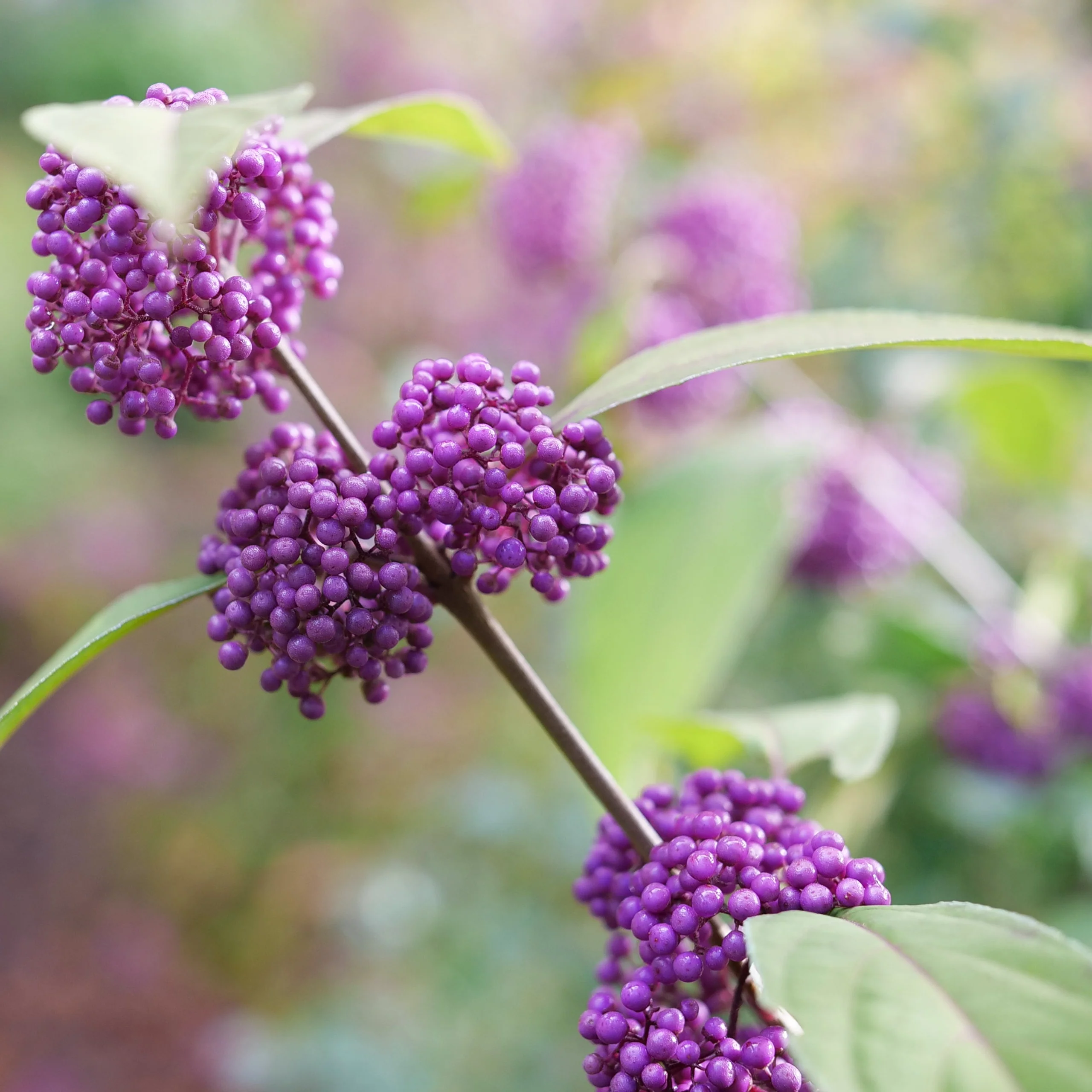 BUBBLE UP™ Beautyberry | Proven Winners® - Image 8