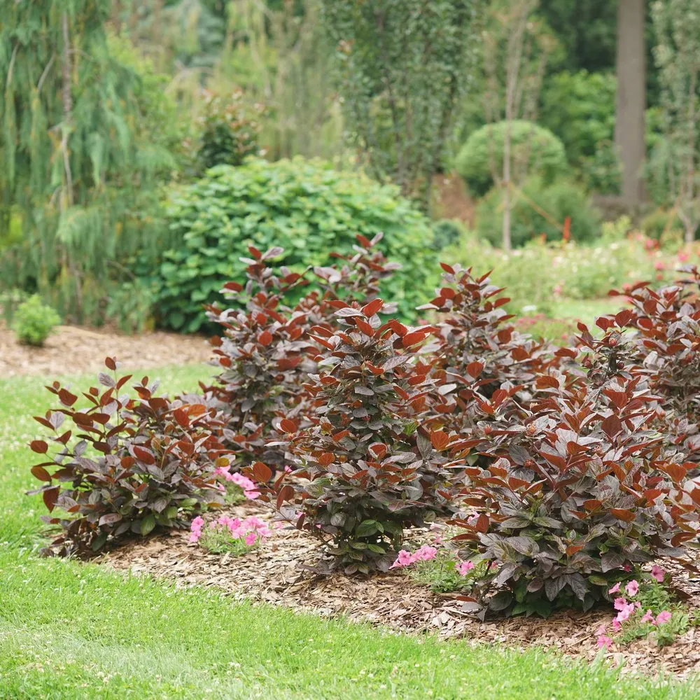 RED ZEPPELIN® Sweetshrub | Proven Winners®