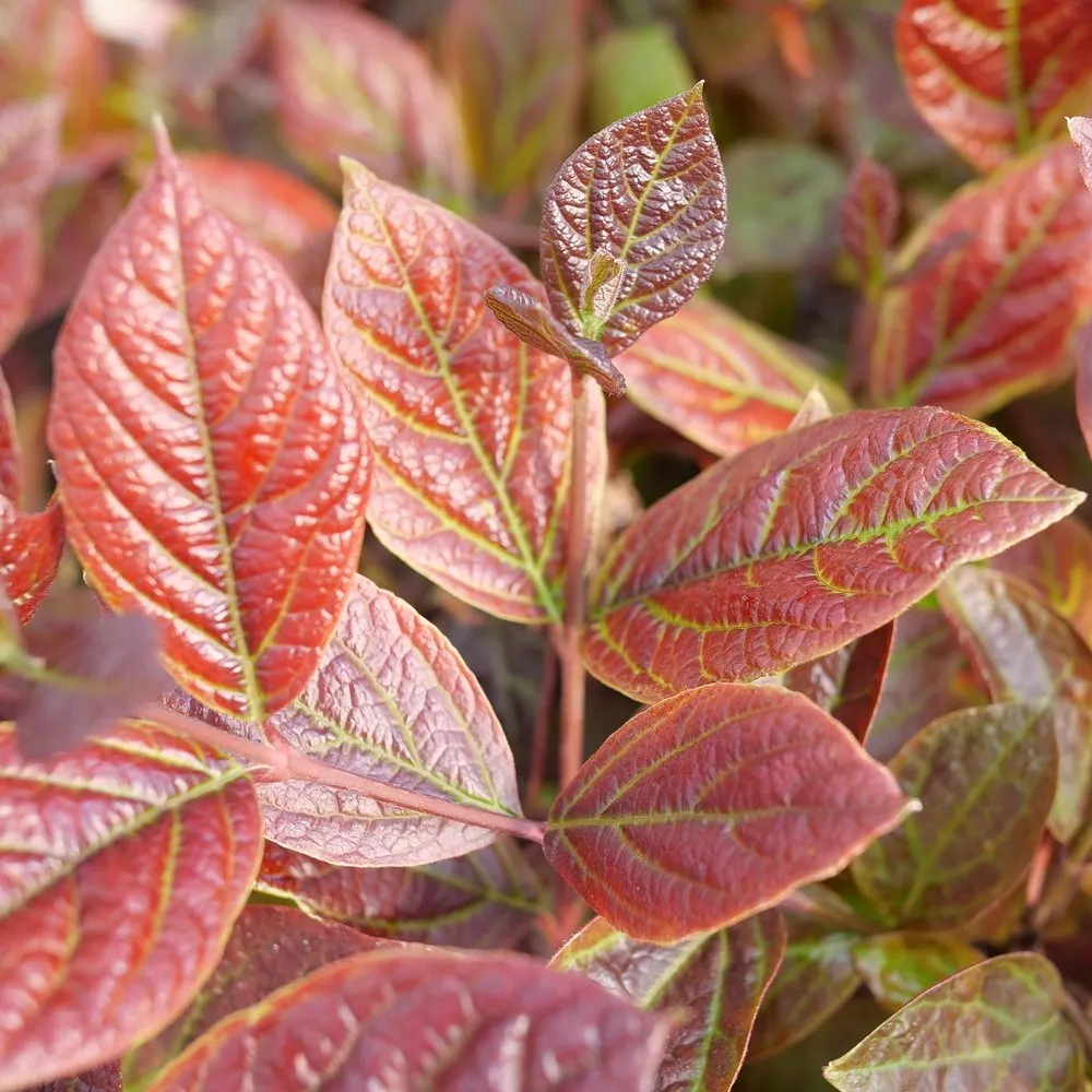 RED ZEPPELIN® Sweetshrub | Proven Winners® - Image 2