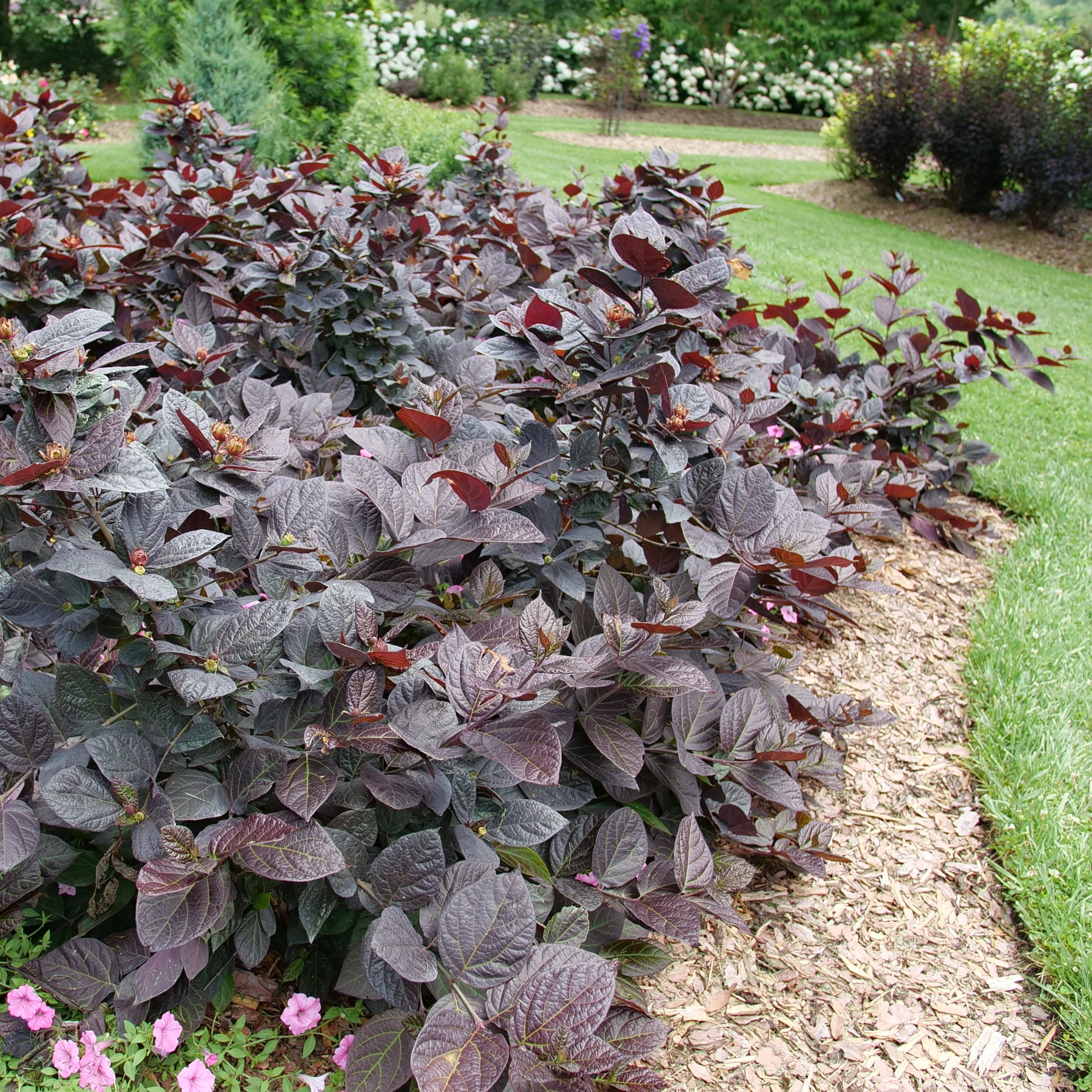 RED ZEPPELIN® Sweetshrub | Proven Winners® - Image 3