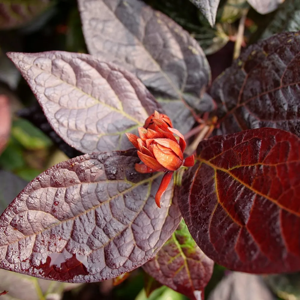 RED ZEPPELIN® Sweetshrub | Proven Winners® - Image 4