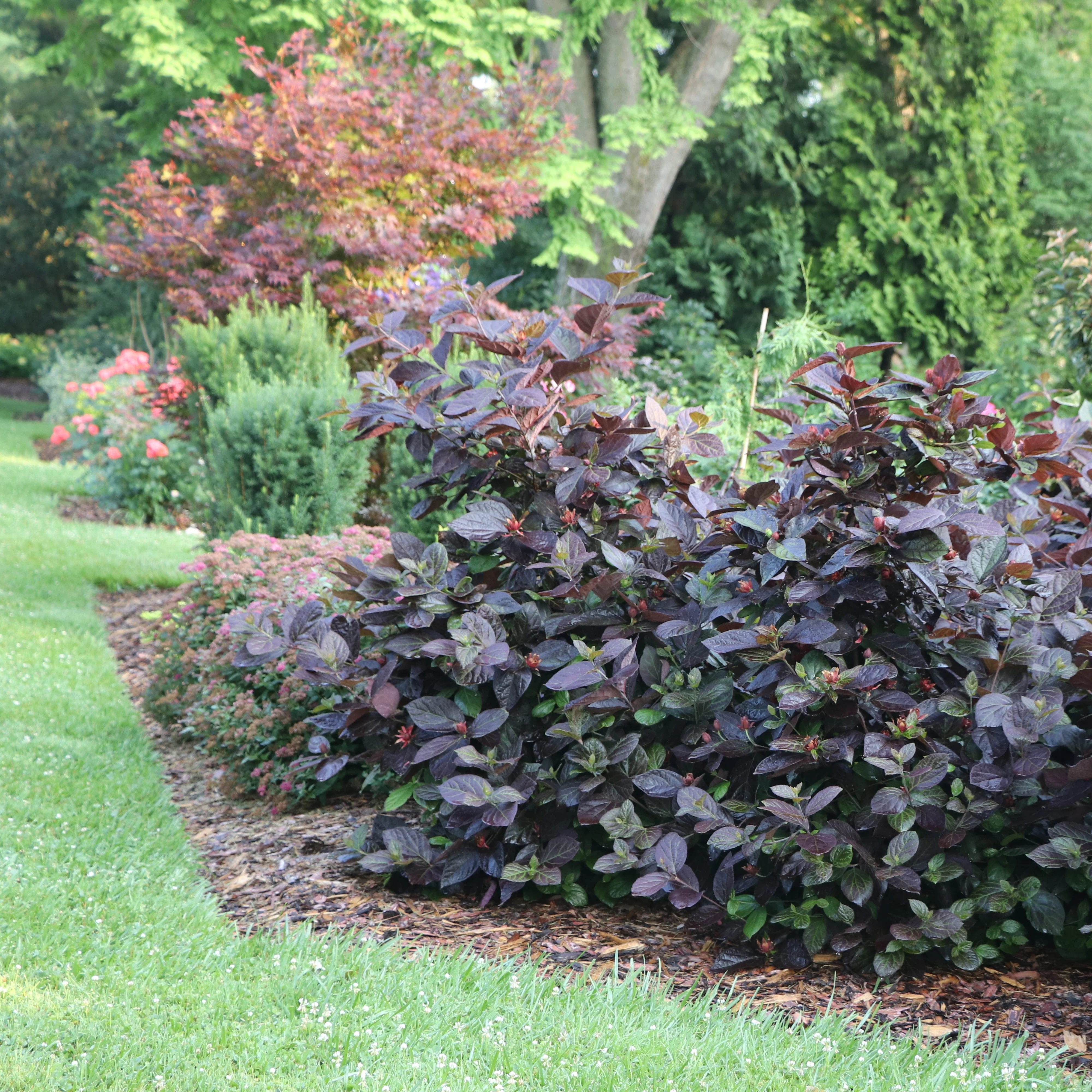 RED ZEPPELIN® Sweetshrub | Proven Winners® - Image 5