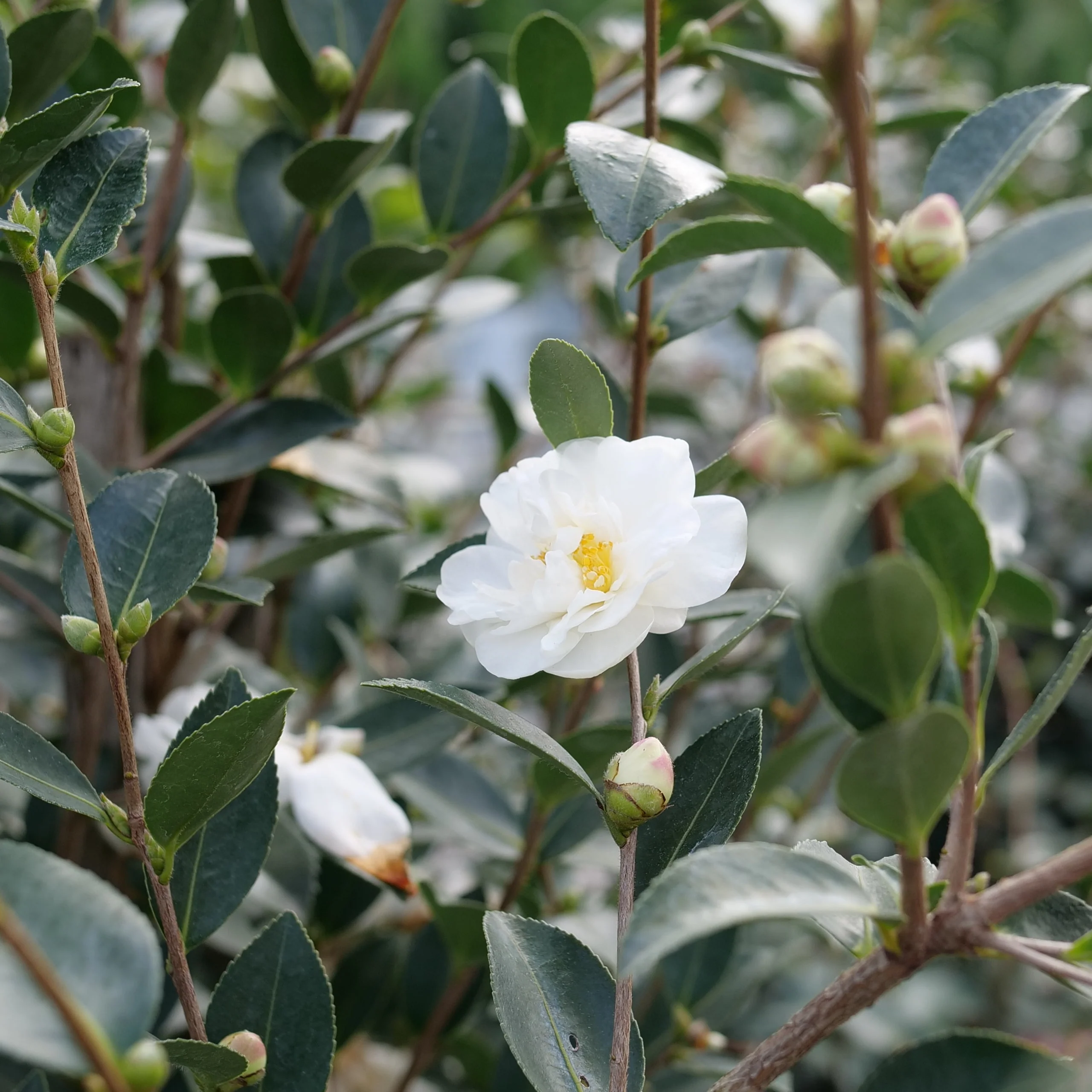 JUST CHILL® Double White Camellia | Proven Winners®