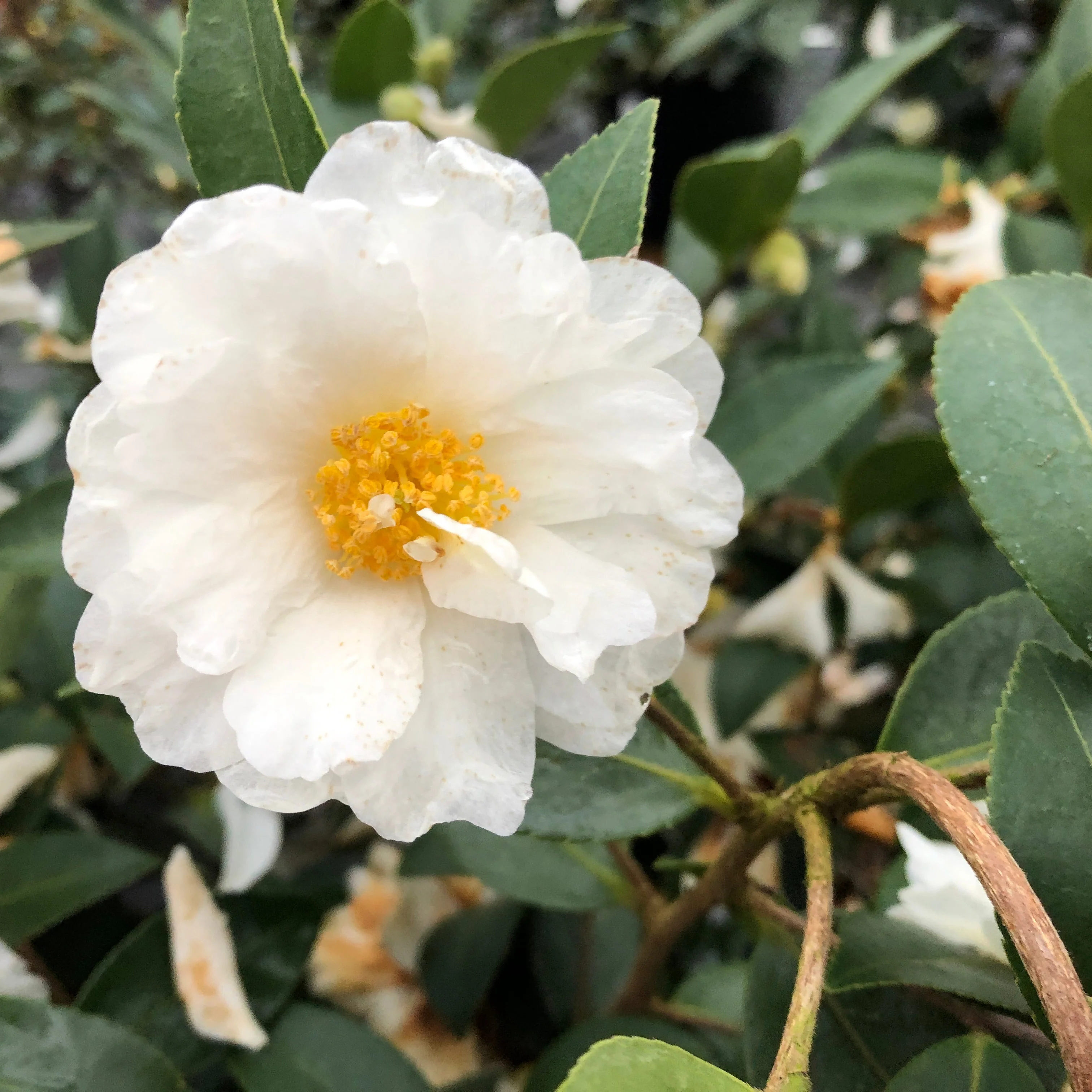 JUST CHILL® Double White Camellia | Proven Winners® - Image 2