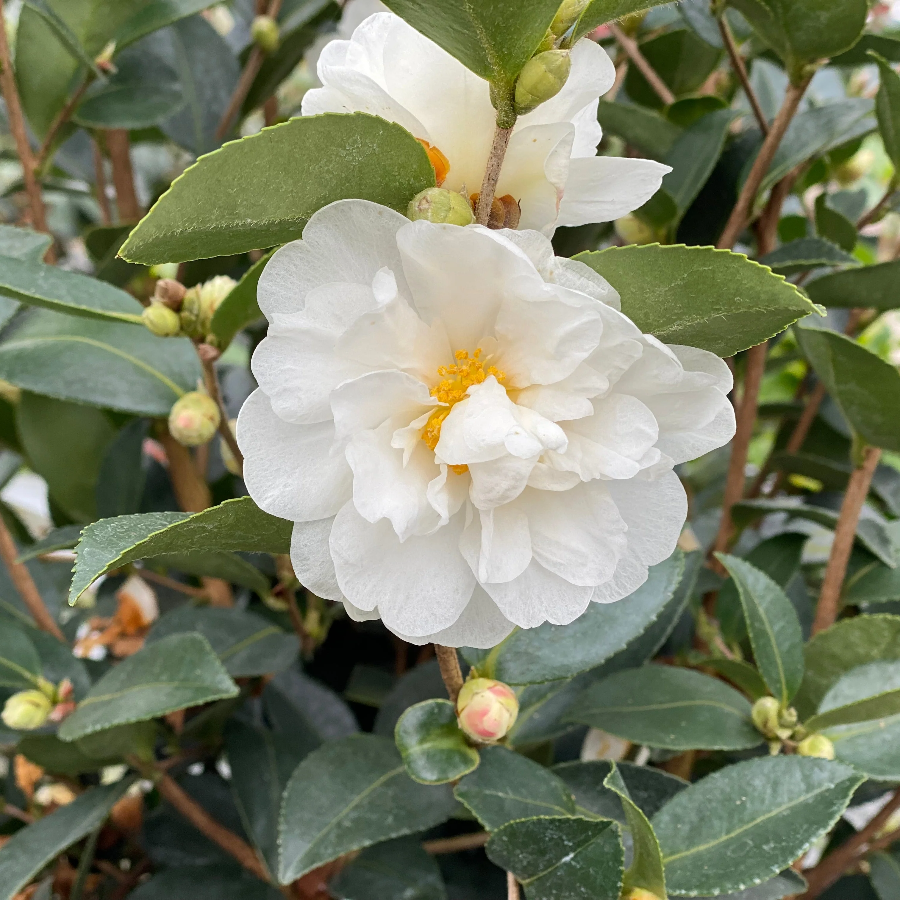 JUST CHILL® Double White Camellia | Proven Winners® - Image 3