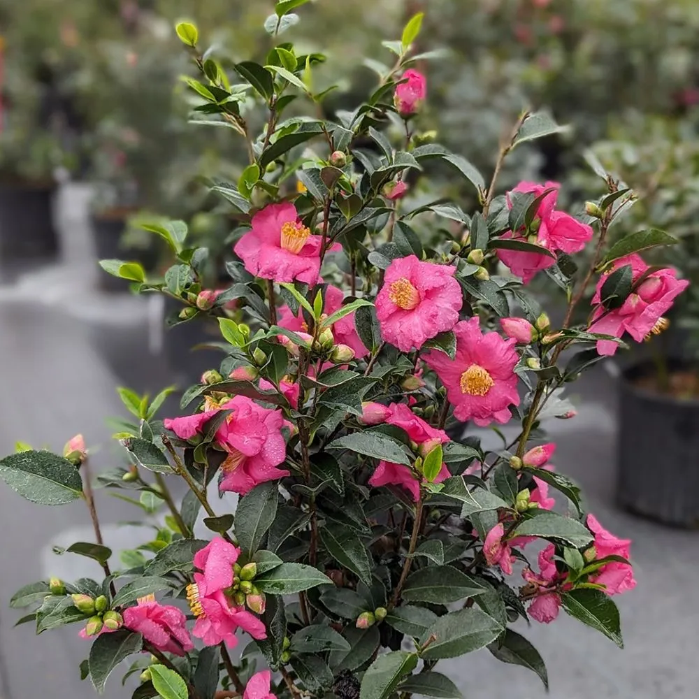 WARM HEARTED™ Pink camellia | Proven Winners®