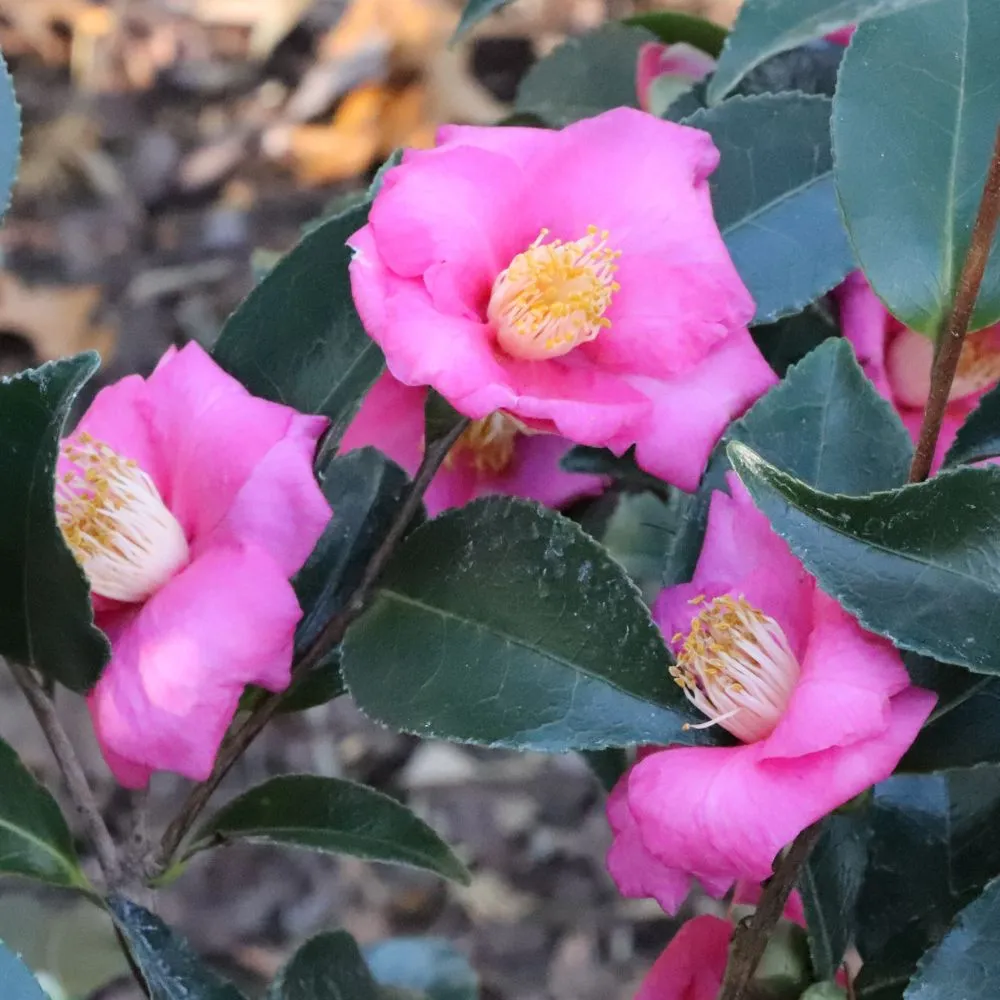 WARM HEARTED™ Pink camellia | Proven Winners® - Image 2