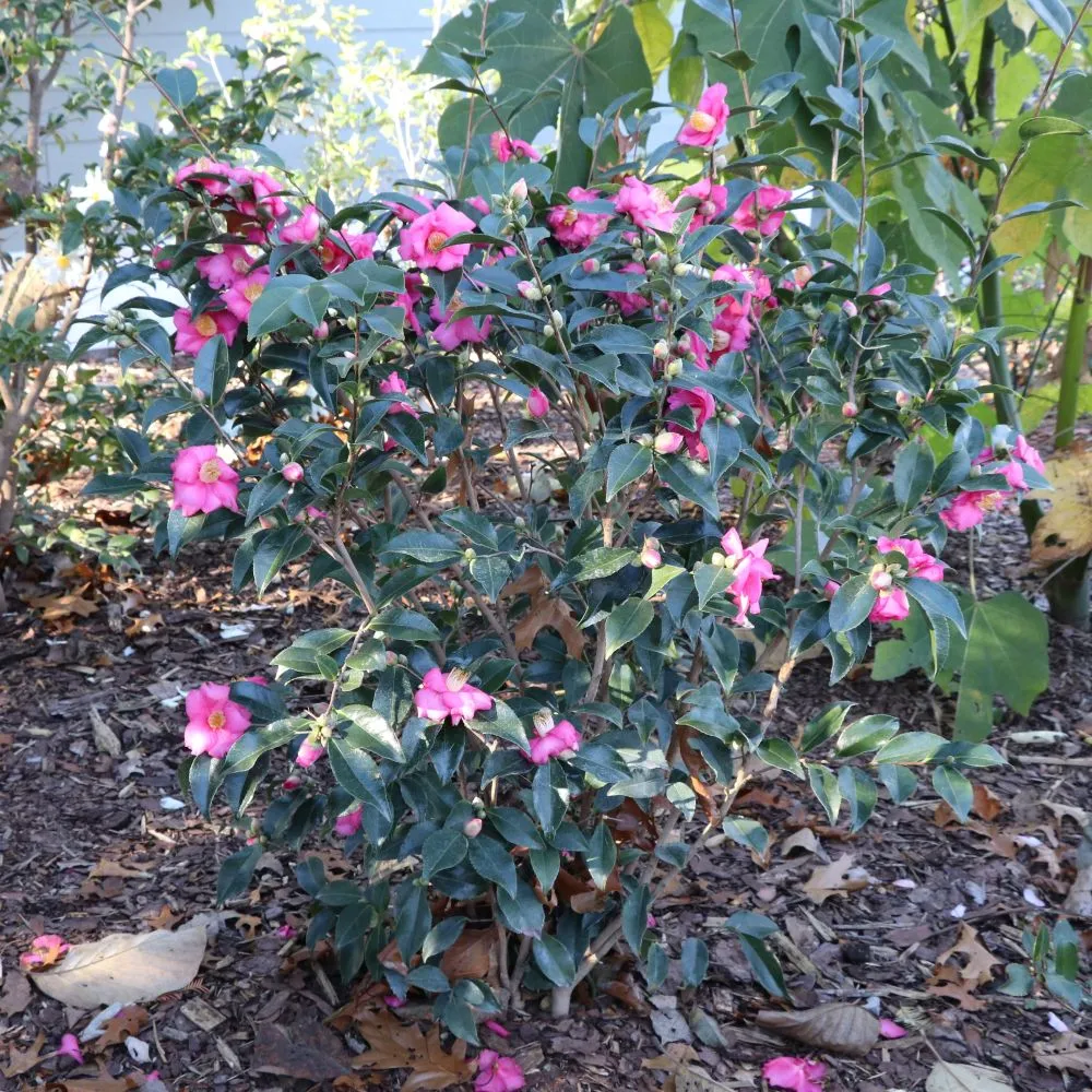 WARM HEARTED™ Pink camellia | Proven Winners® - Image 3