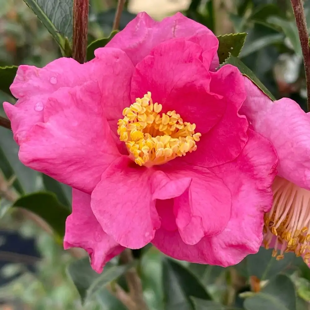 WARM HEARTED™ Pink camellia | Proven Winners® - Image 4