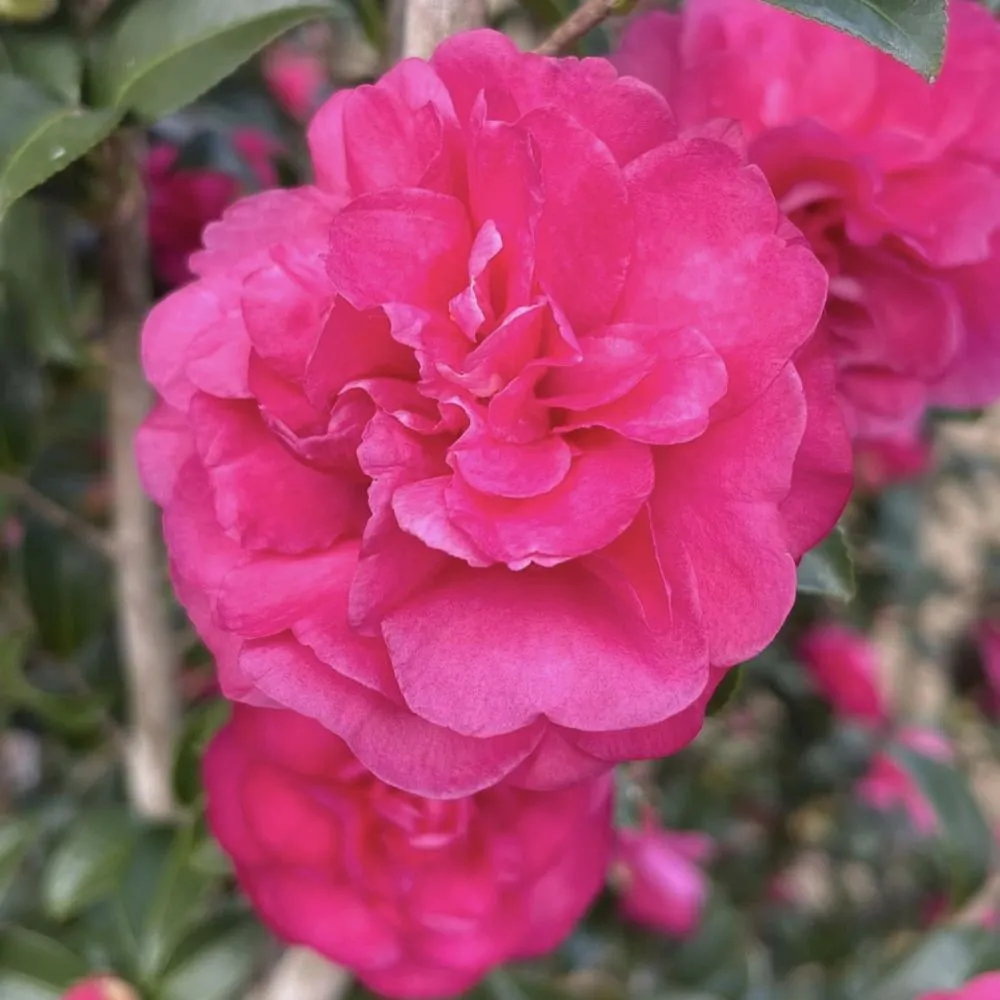 WARM HEARTED™ Ruby camellia | Proven Winners®