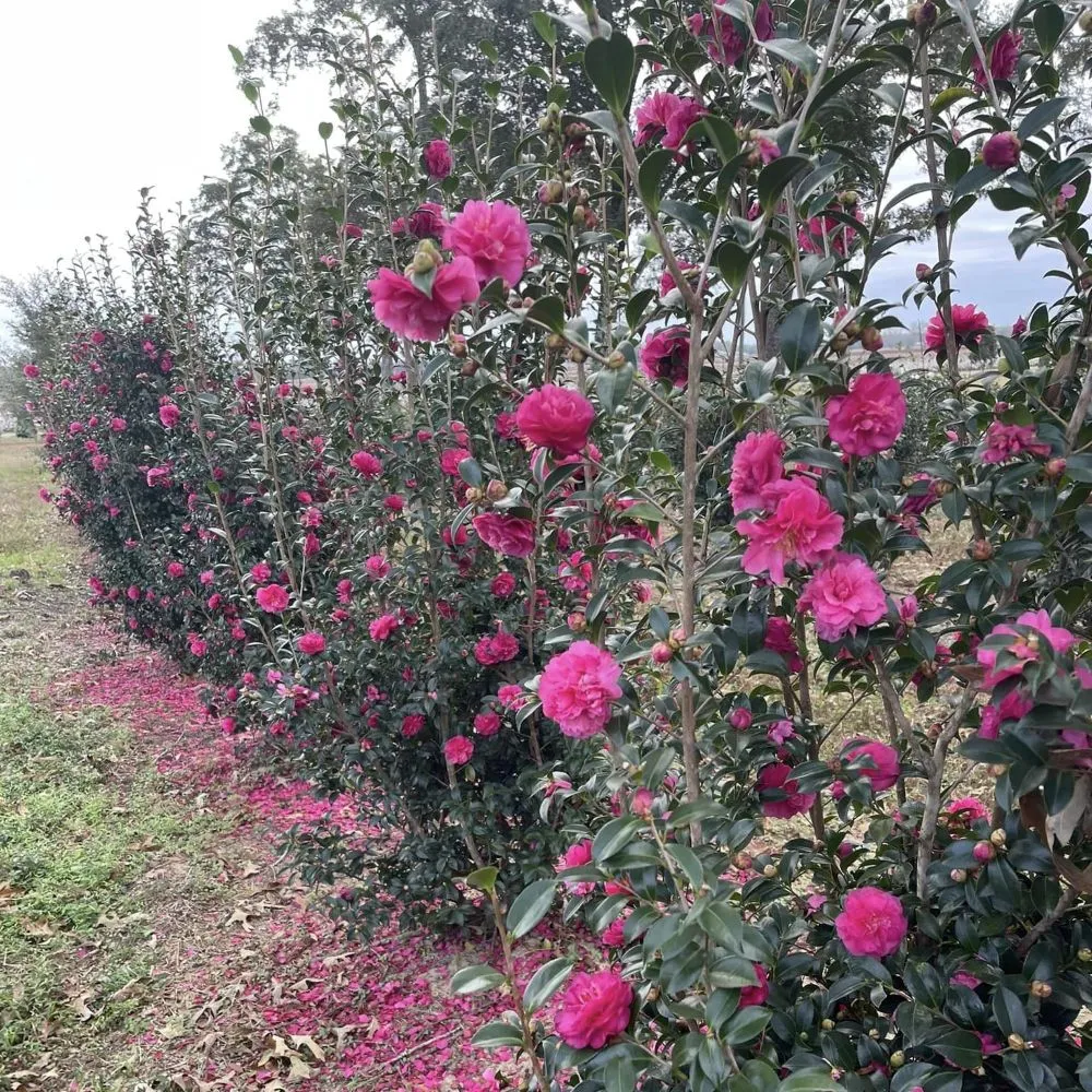 WARM HEARTED™ Ruby camellia | Proven Winners® - Image 2