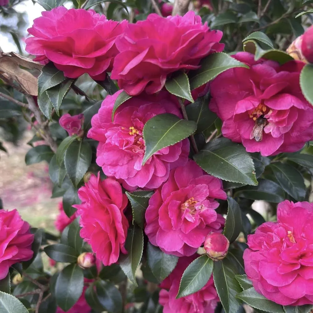 WARM HEARTED™ Ruby camellia | Proven Winners® - Image 3