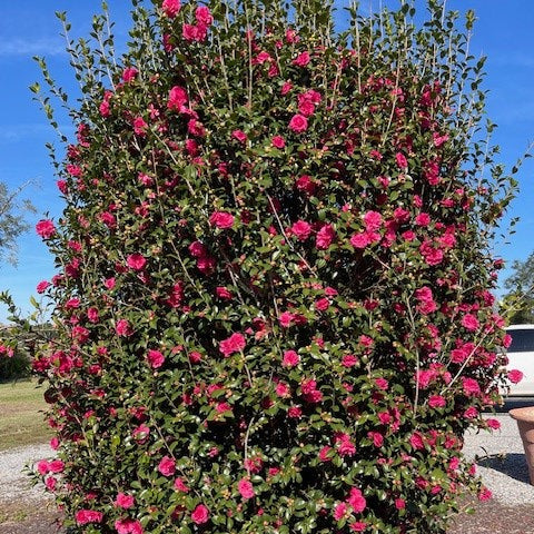 WARM HEARTED™ Ruby camellia | Proven Winners® - Image 4